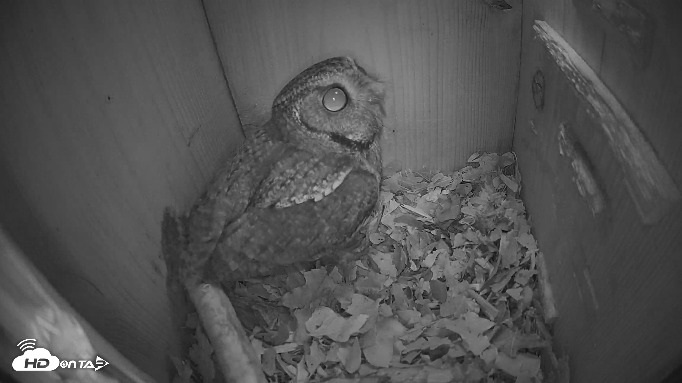 Snapshot of Eastern Screech Owl Nest Box Live Webcam taken Feb 4, 2026, 5:41am CST
