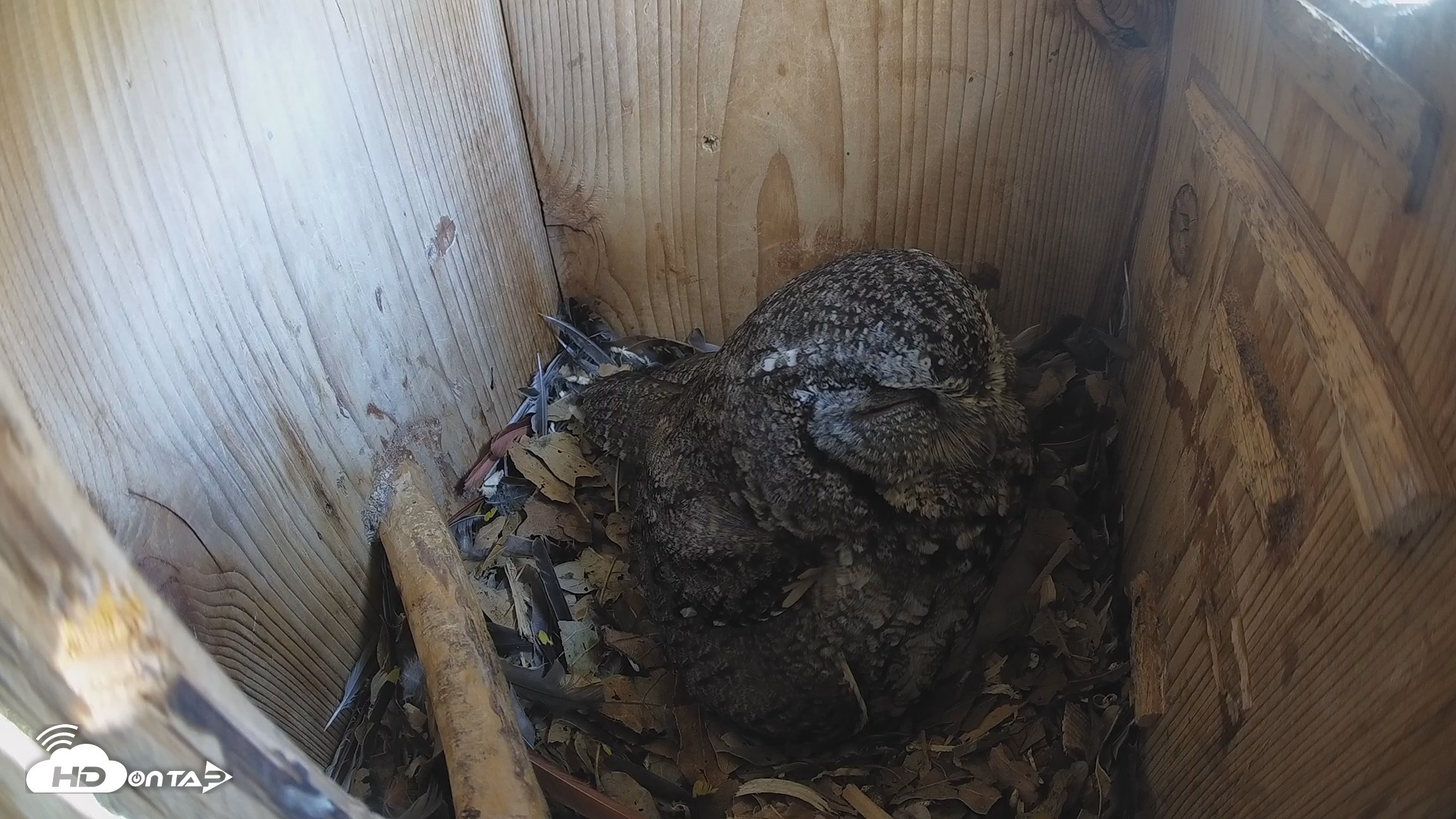 Snapshot of Eastern Screech Owl Nest Box Live Webcam taken Mar 23, 2026, 1:54pm CDT