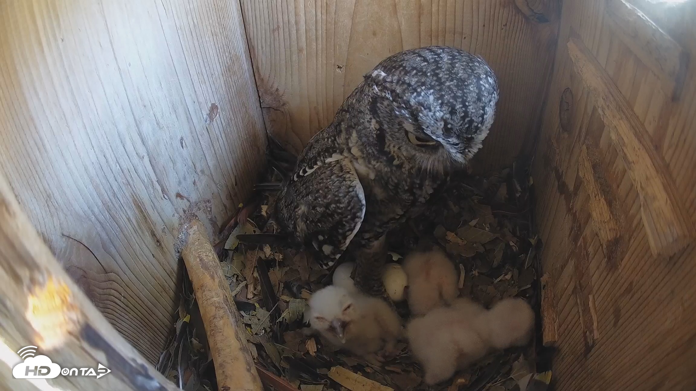 Snapshot of Eastern Screech Owl Nest Box Live Webcam taken Mar 22, 2026, 1:03pm CDT