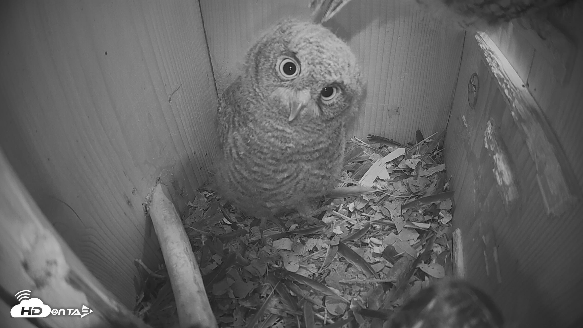 Snapshot of Eastern Screech Owl Nest Box Live Webcam taken Apr 17, 2026, 7:55pm CDT