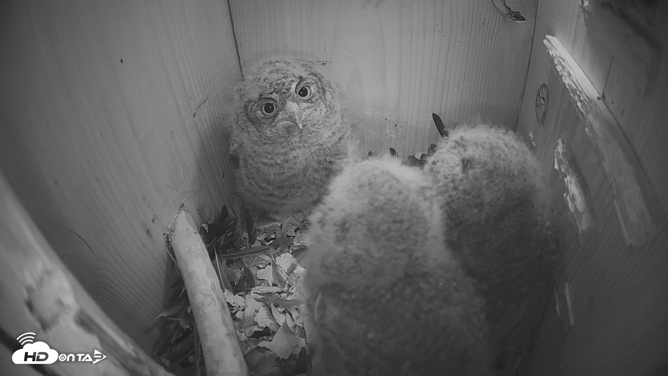 Snapshot of Eastern Screech Owl Nest Box Live Webcam taken Apr 10, 2026, 11:39am CDT