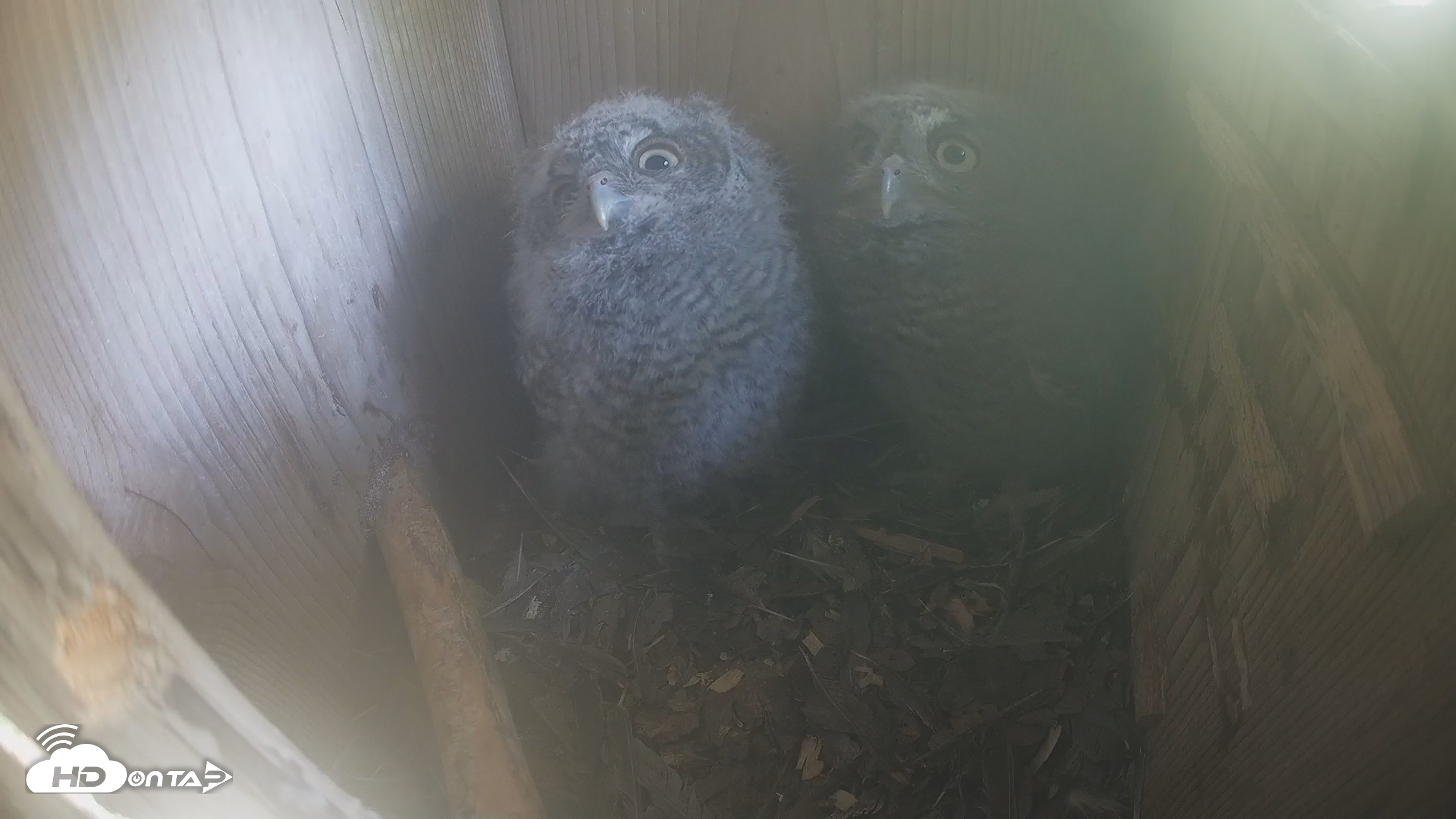 Snapshot of Eastern Screech Owl Nest Box Live Webcam taken Apr 19, 2026, 4:55pm CDT