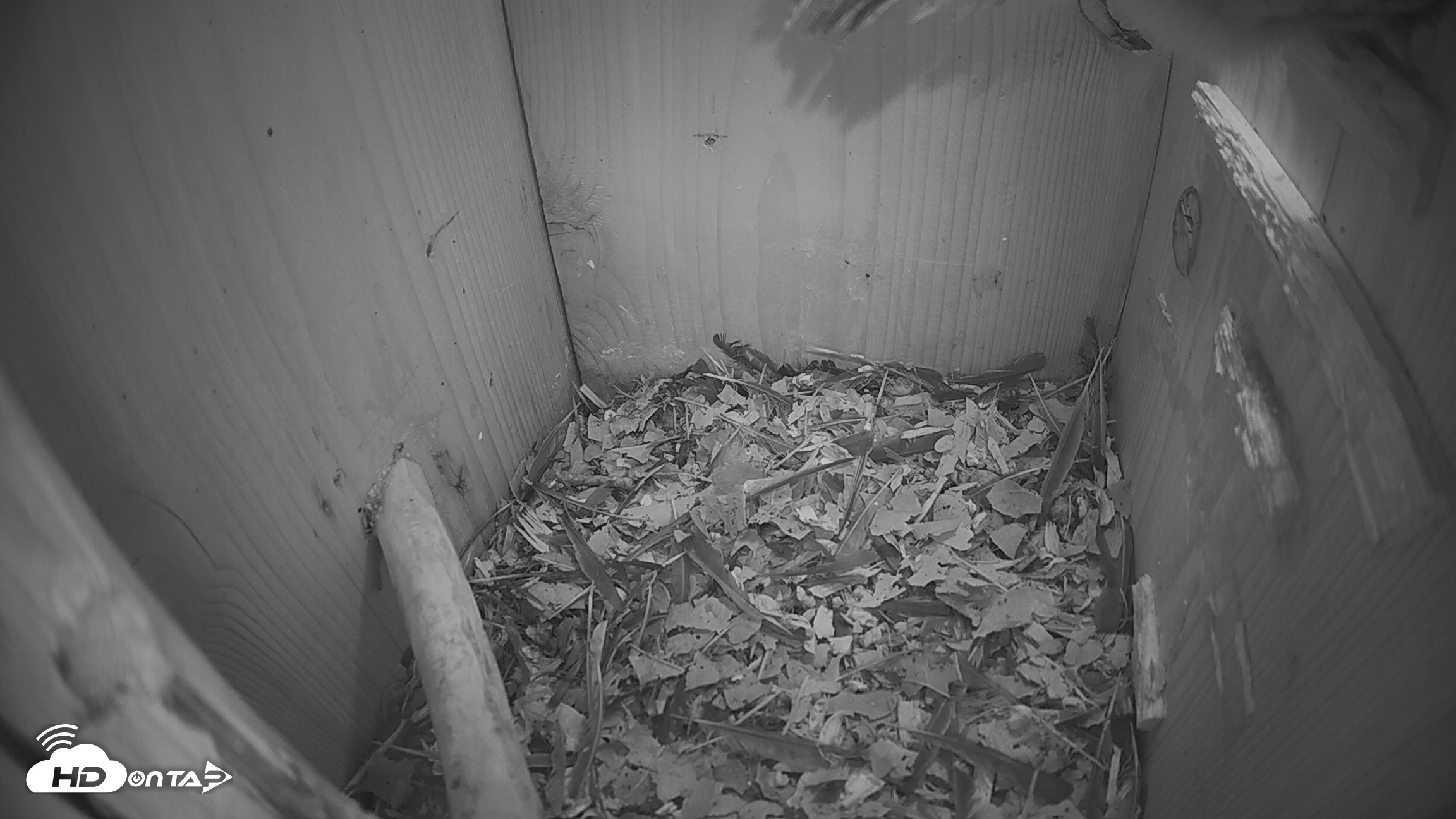 Snapshot of Eastern Screech Owl Nest Box Live Webcam taken Jun 19, 2026, 11:54pm CDT