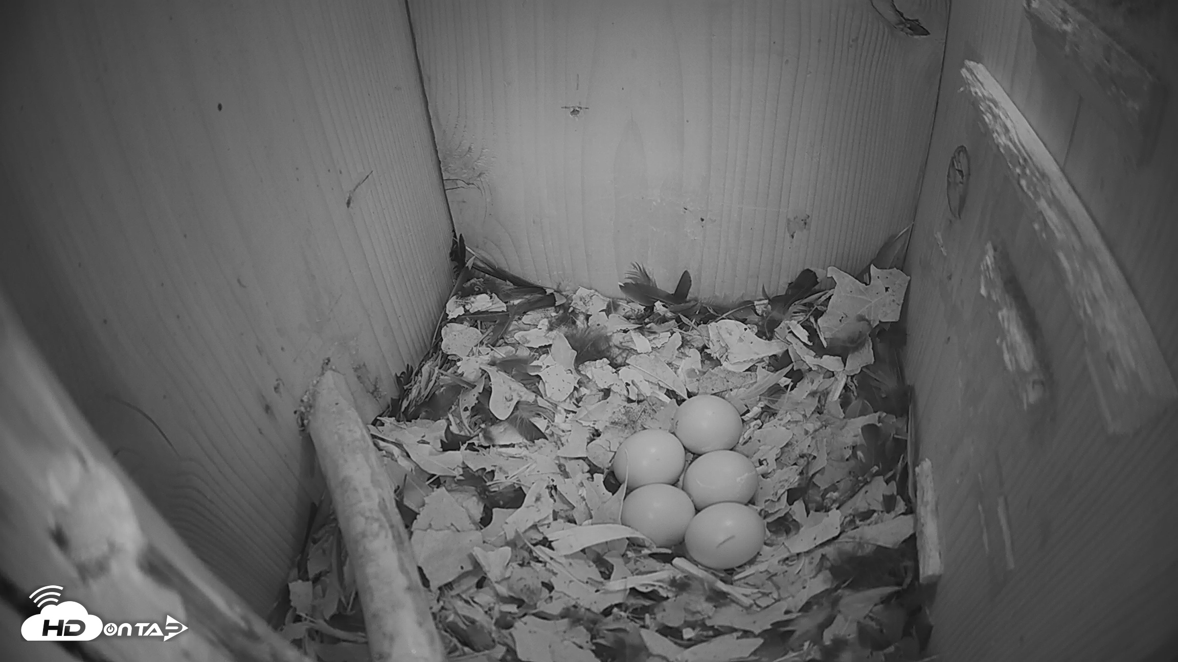 Snapshot of Eastern Screech Owl Nest Box Live Webcam taken Feb 24, 2026, 7:40am CST