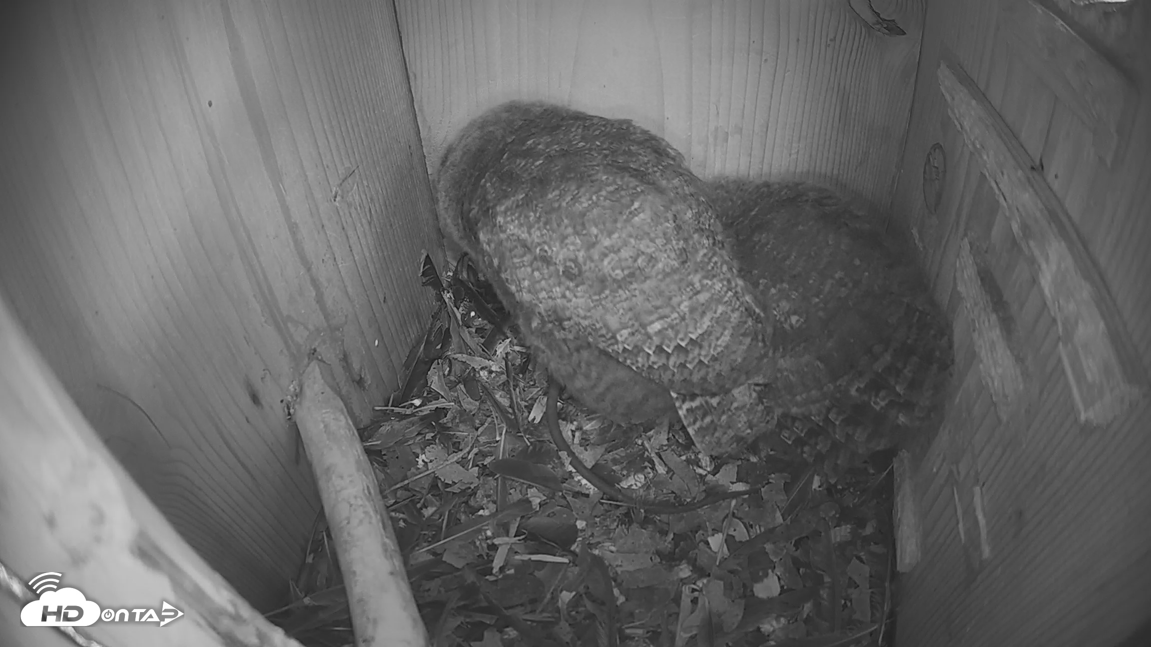 Snapshot of Eastern Screech Owl Nest Box Live Webcam taken Apr 21, 2026, 10:45am CDT