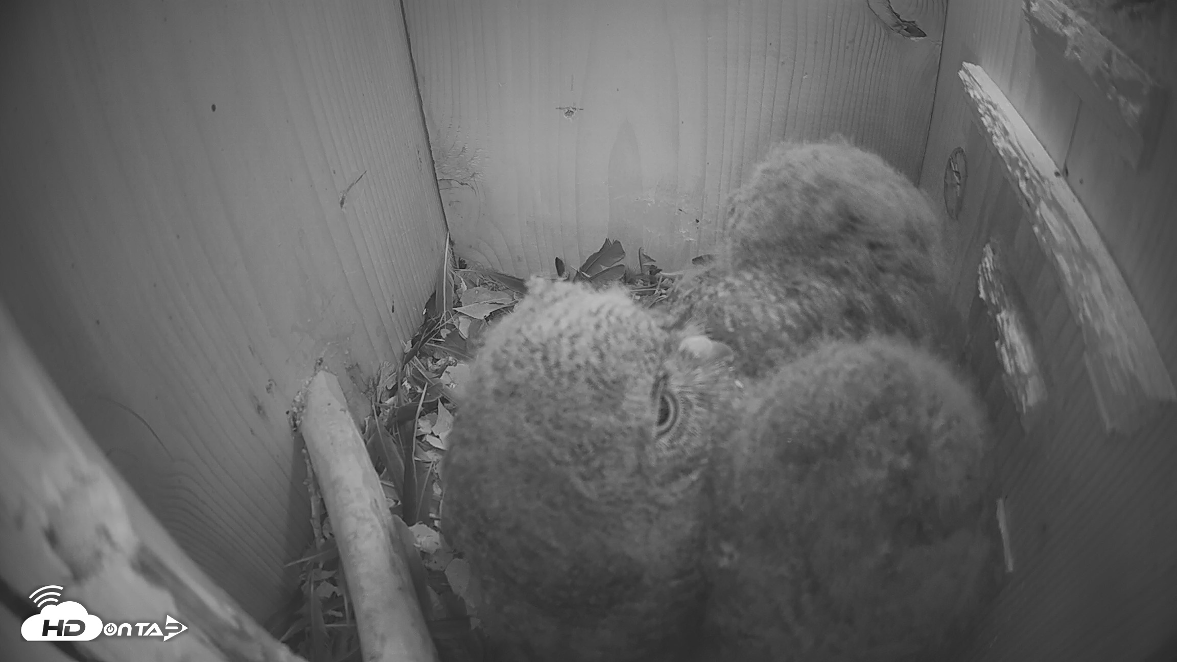 Snapshot of Eastern Screech Owl Nest Box Live Webcam taken Apr 13, 2026, 6:19am CDT