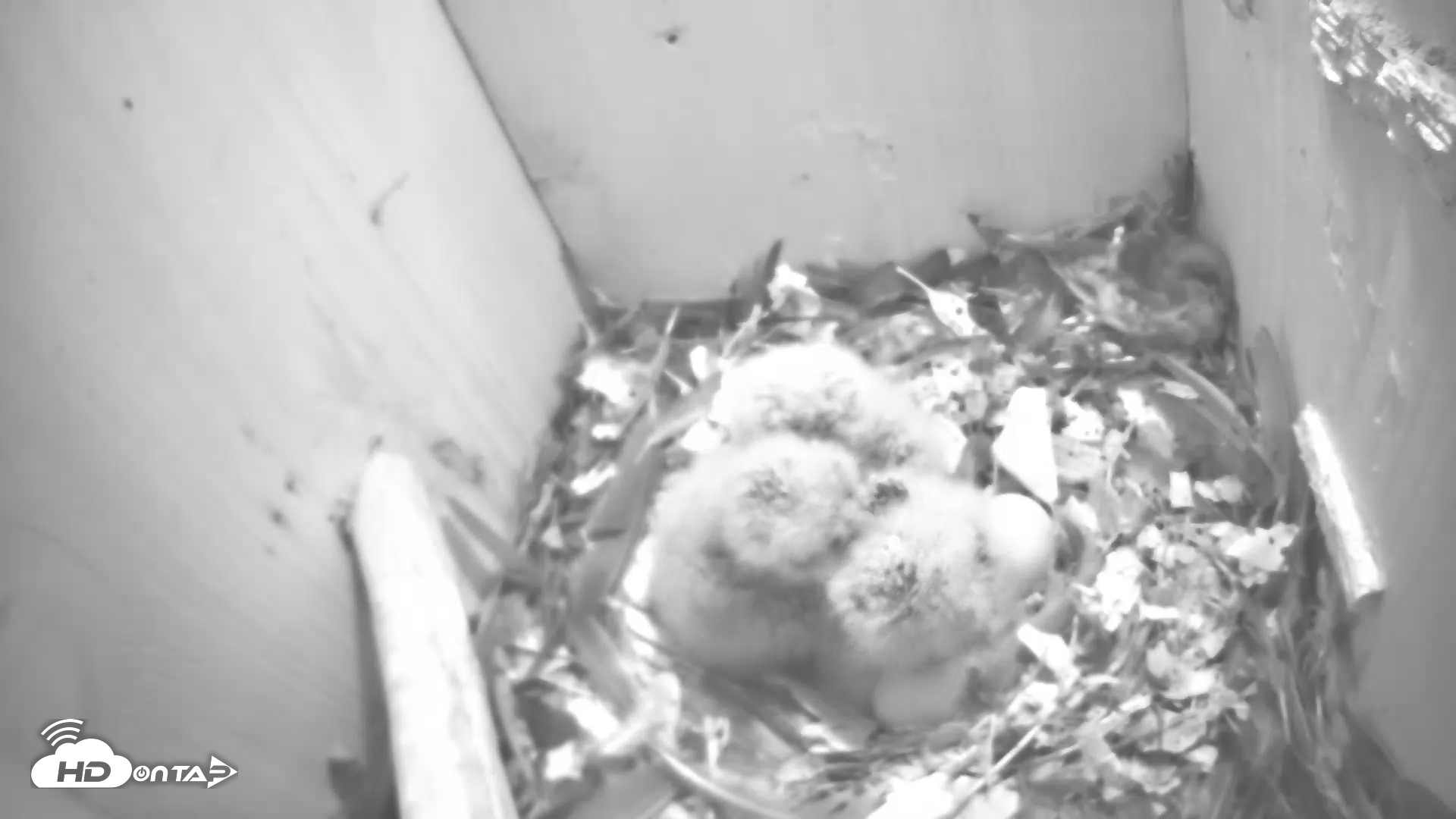 Snapshot of Eastern Screech Owl Nest Box Live Webcam taken Apr 8, 2025, 6:52am CDT