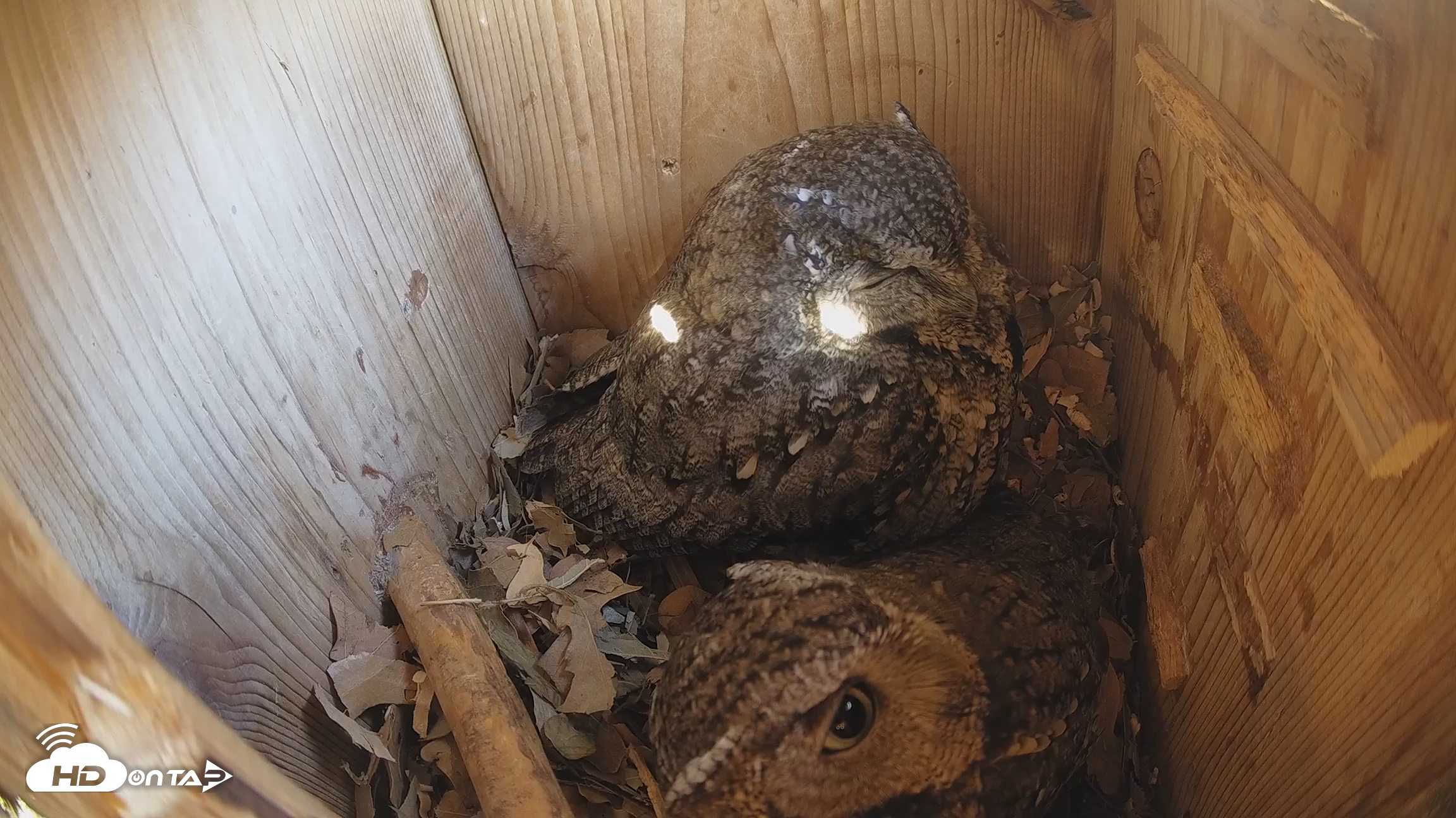 Snapshot of Eastern Screech Owl Nest Box Live Webcam taken Feb 7, 2026, 9:29am CST