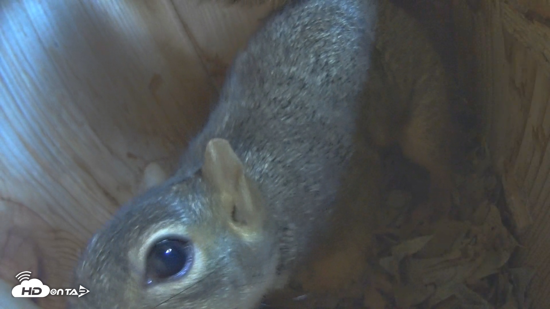 Snapshot of Eastern Screech Owl Nest Box Live Webcam taken Nov 29, 2025, 3:42pm CST