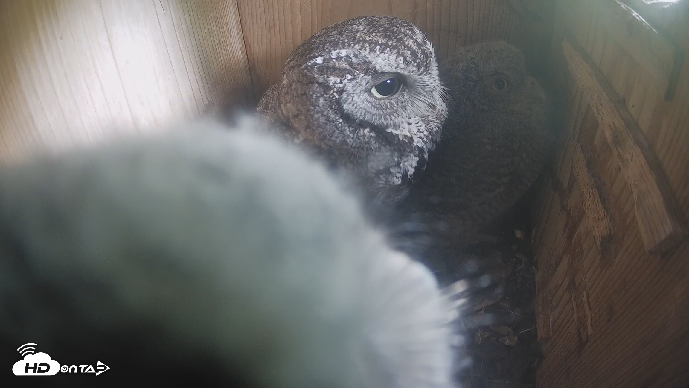 Snapshot of Eastern Screech Owl Nest Box Live Webcam taken Apr 18, 2026, 9:59pm CDT