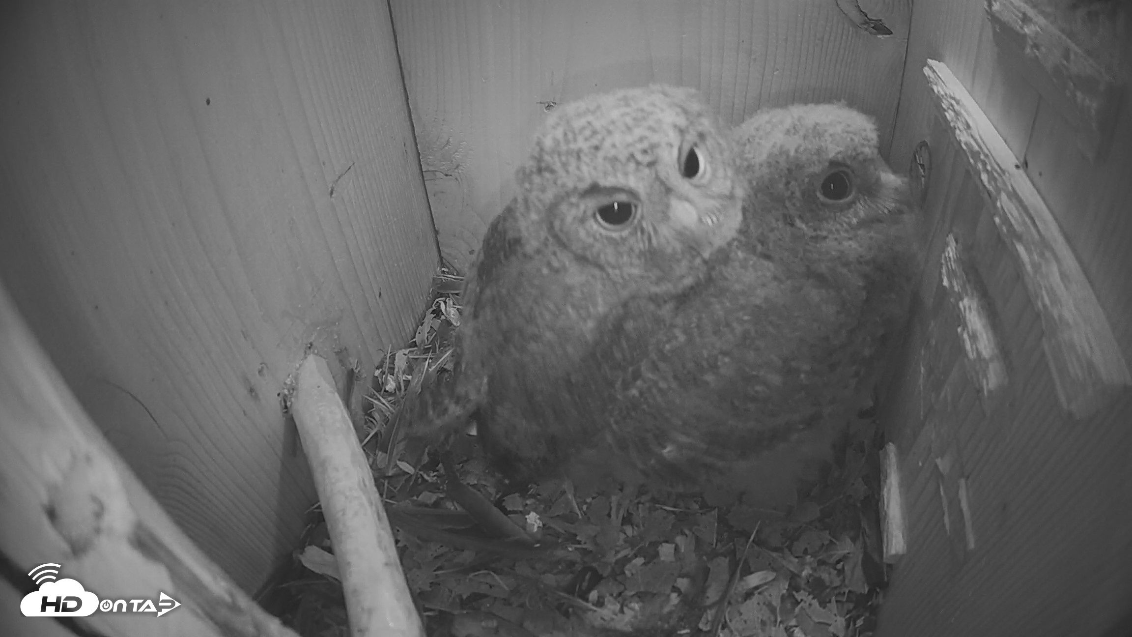 Snapshot of Eastern Screech Owl Nest Box Live Webcam taken Apr 18, 2026, 9:57pm CDT