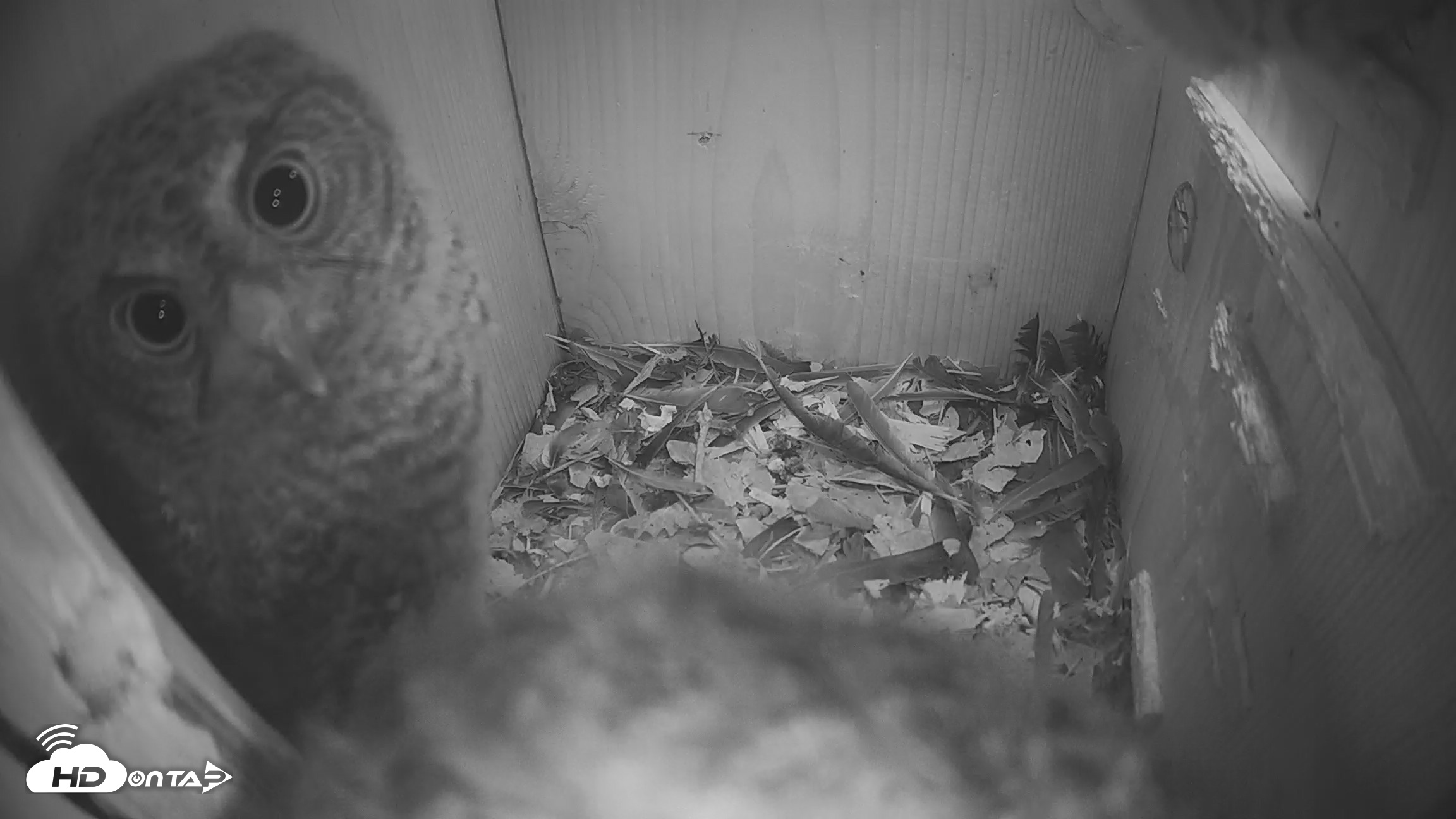 Snapshot of Eastern Screech Owl Nest Box Live Webcam taken Apr 15, 2026, 4:53am CDT