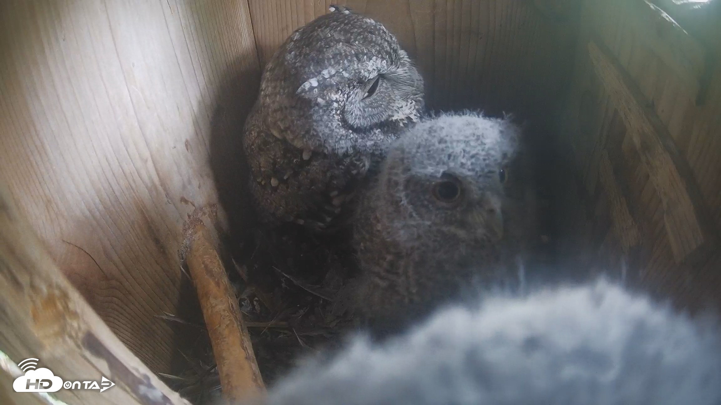 Snapshot of Eastern Screech Owl Nest Box Live Webcam taken Apr 18, 2026, 9:58pm CDT
