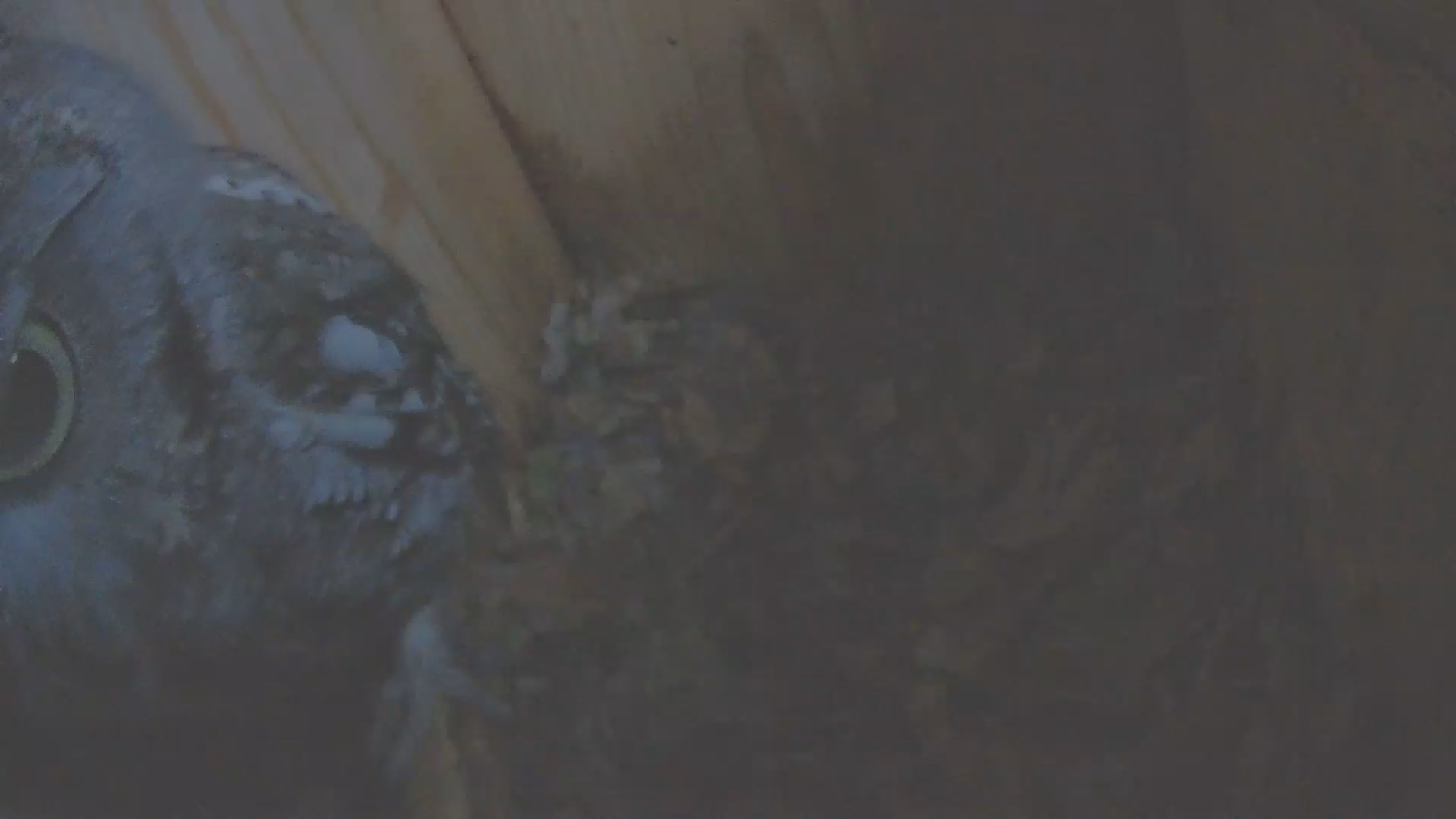 Snapshot of Eastern Screech Owl Nest Box Live Webcam taken Jan 30, 2025, 7:54am CST