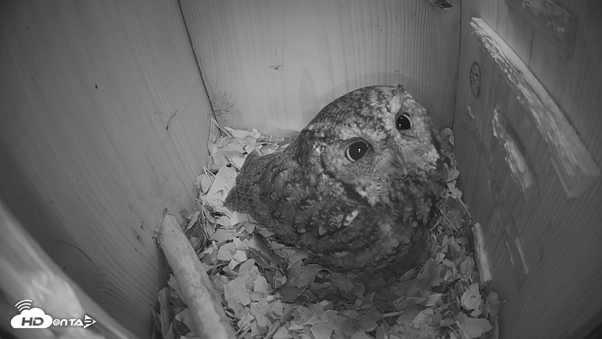 Snapshot of Eastern Screech Owl Nest Box Live Webcam taken Feb 6, 2026, 9:05am CST