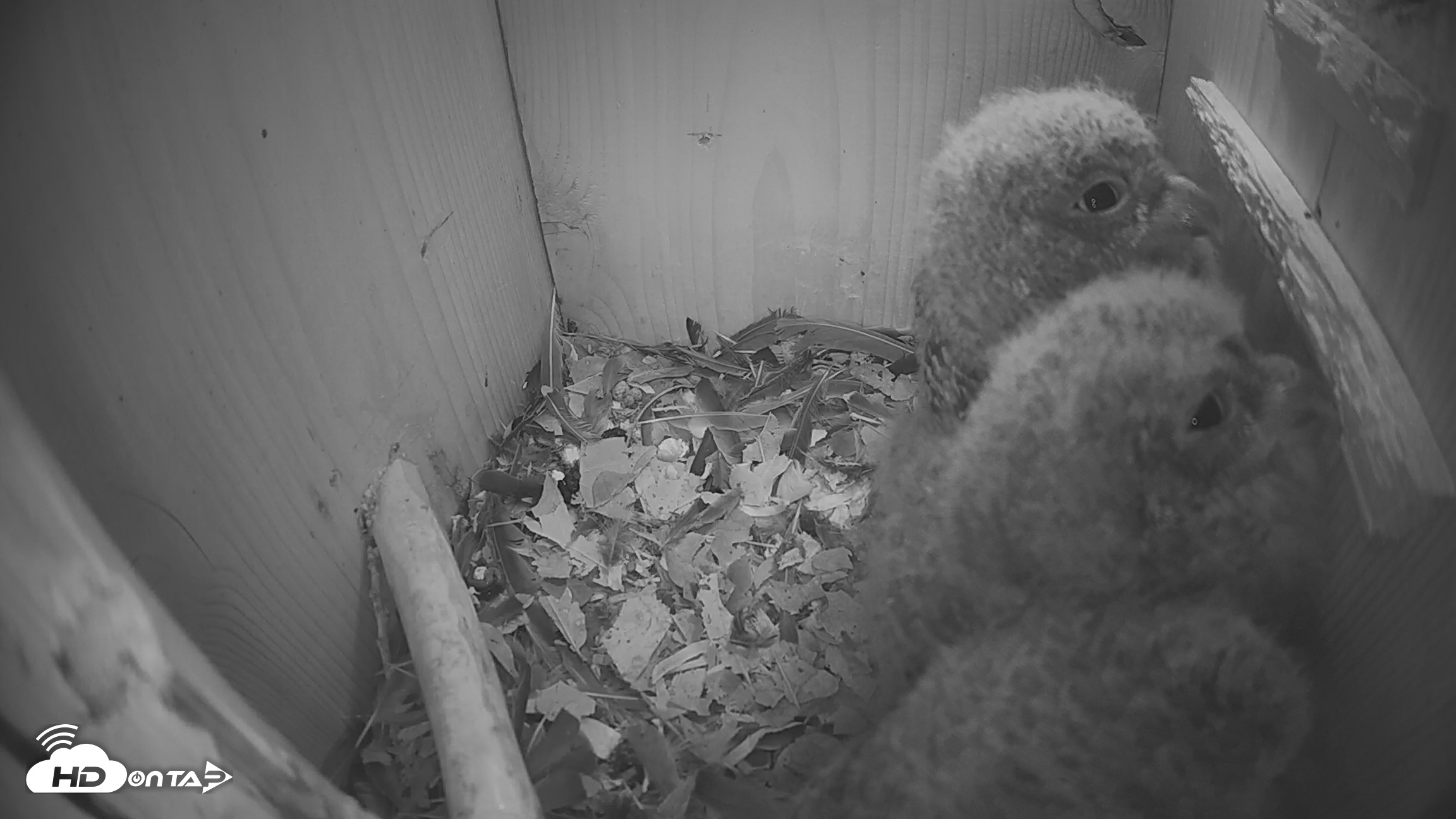 Snapshot of Eastern Screech Owl Nest Box Live Webcam taken Apr 13, 2026, 6:20am CDT