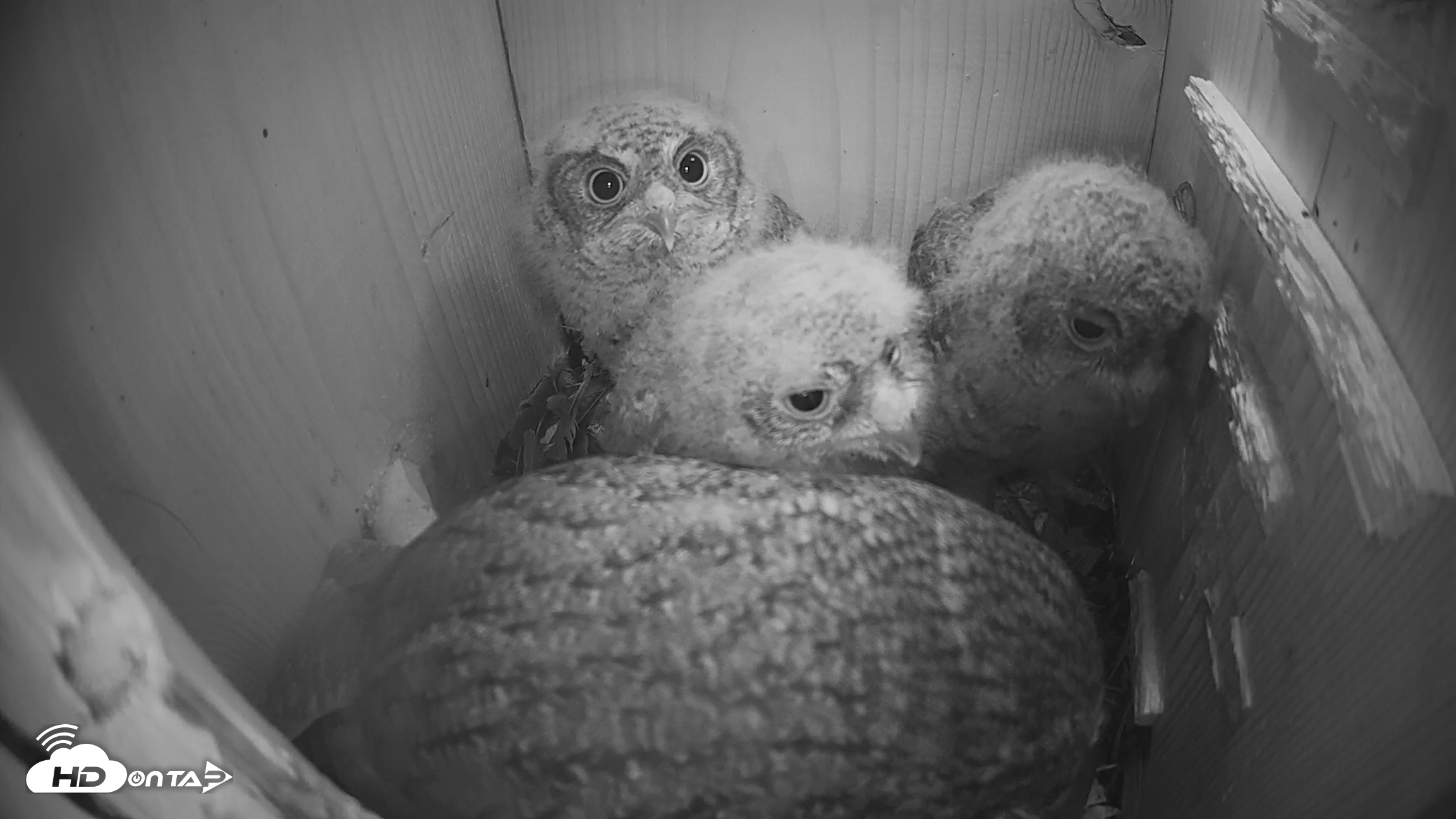Snapshot of Eastern Screech Owl Nest Box Live Webcam taken Apr 10, 2026, 10:34pm CDT