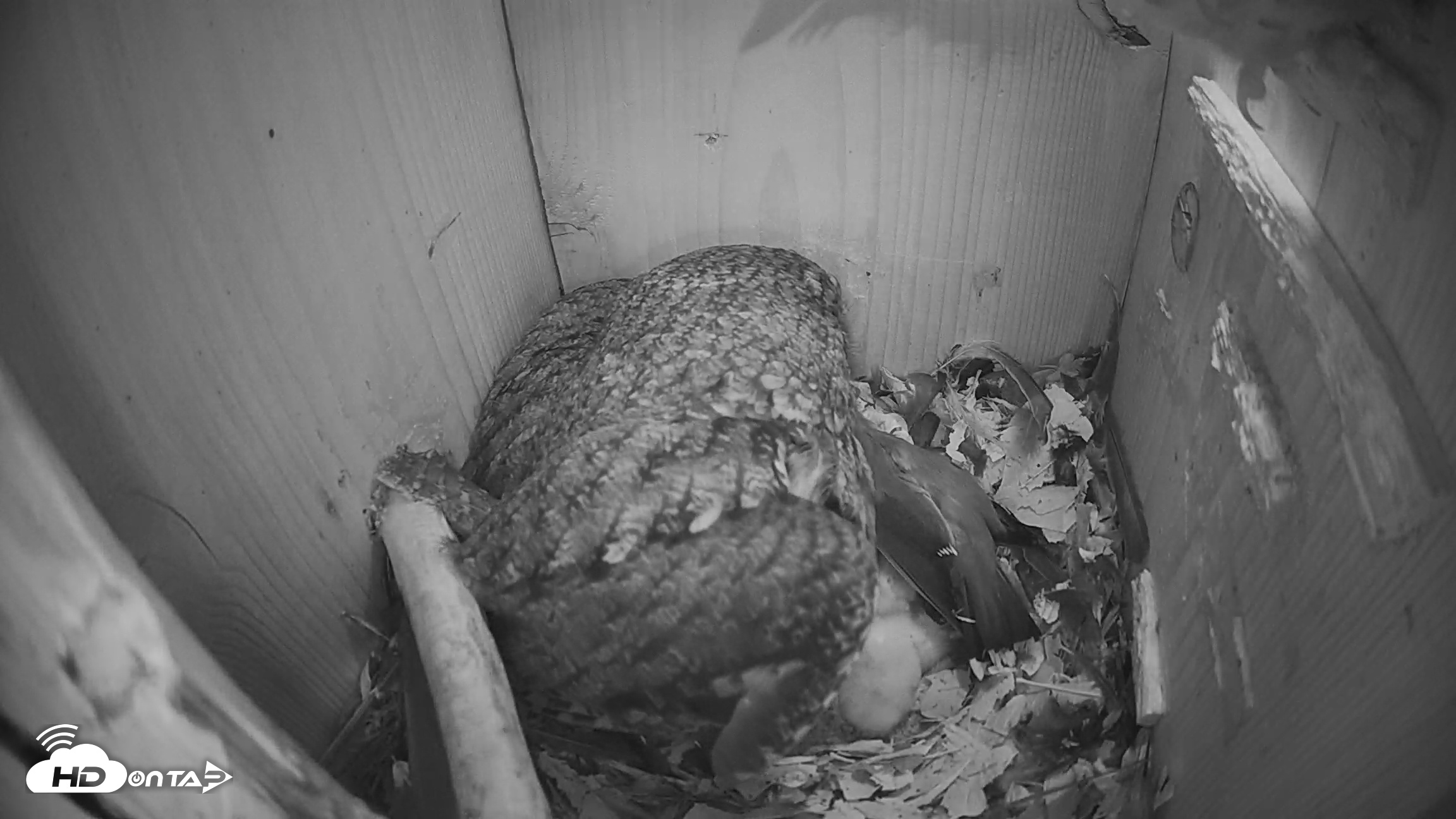 Snapshot of Eastern Screech Owl Nest Box Live Webcam taken Mar 19, 2026, 2:42am CDT