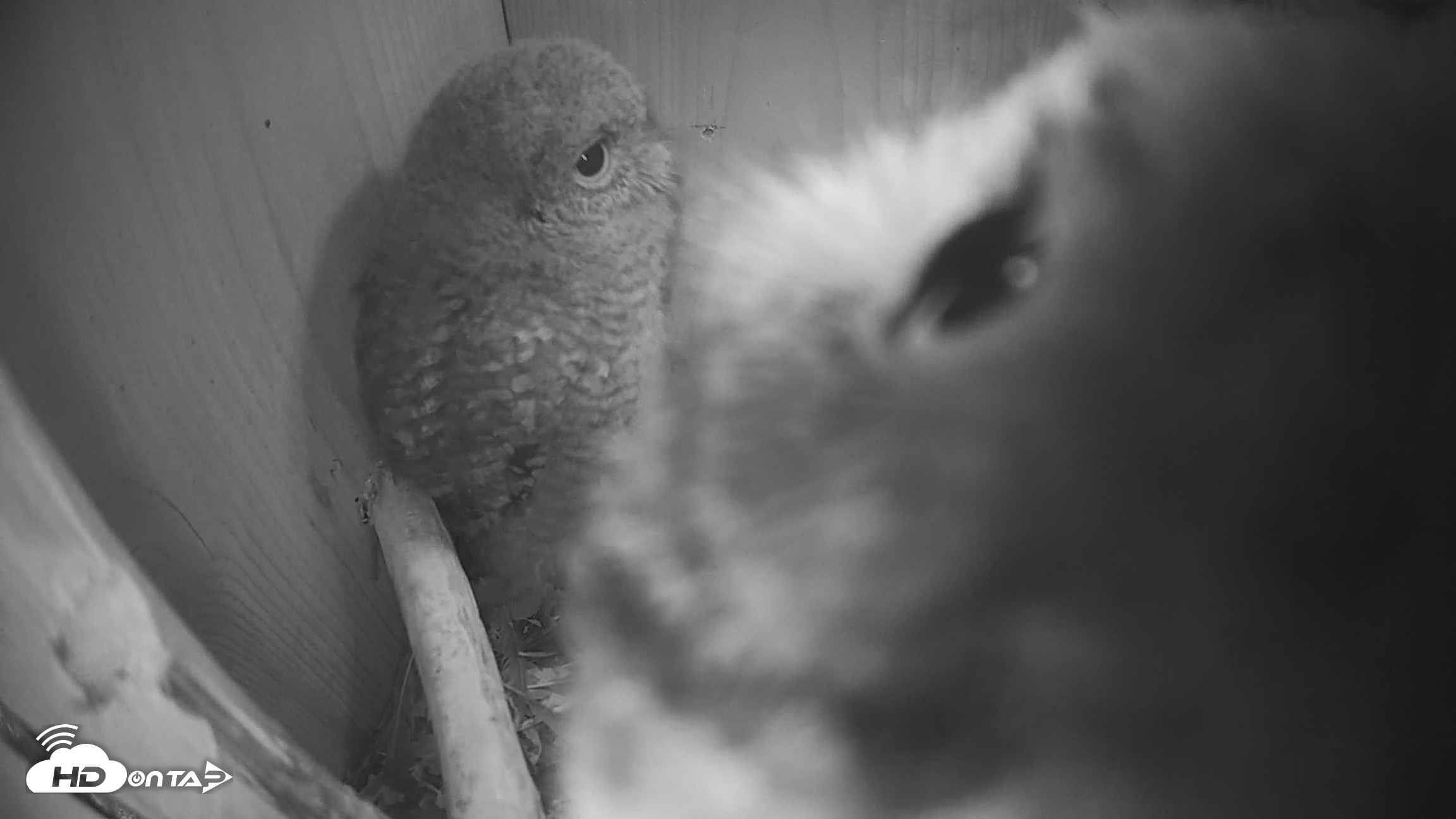 Snapshot of Eastern Screech Owl Nest Box Live Webcam taken Apr 22, 2026, 10:15pm CDT