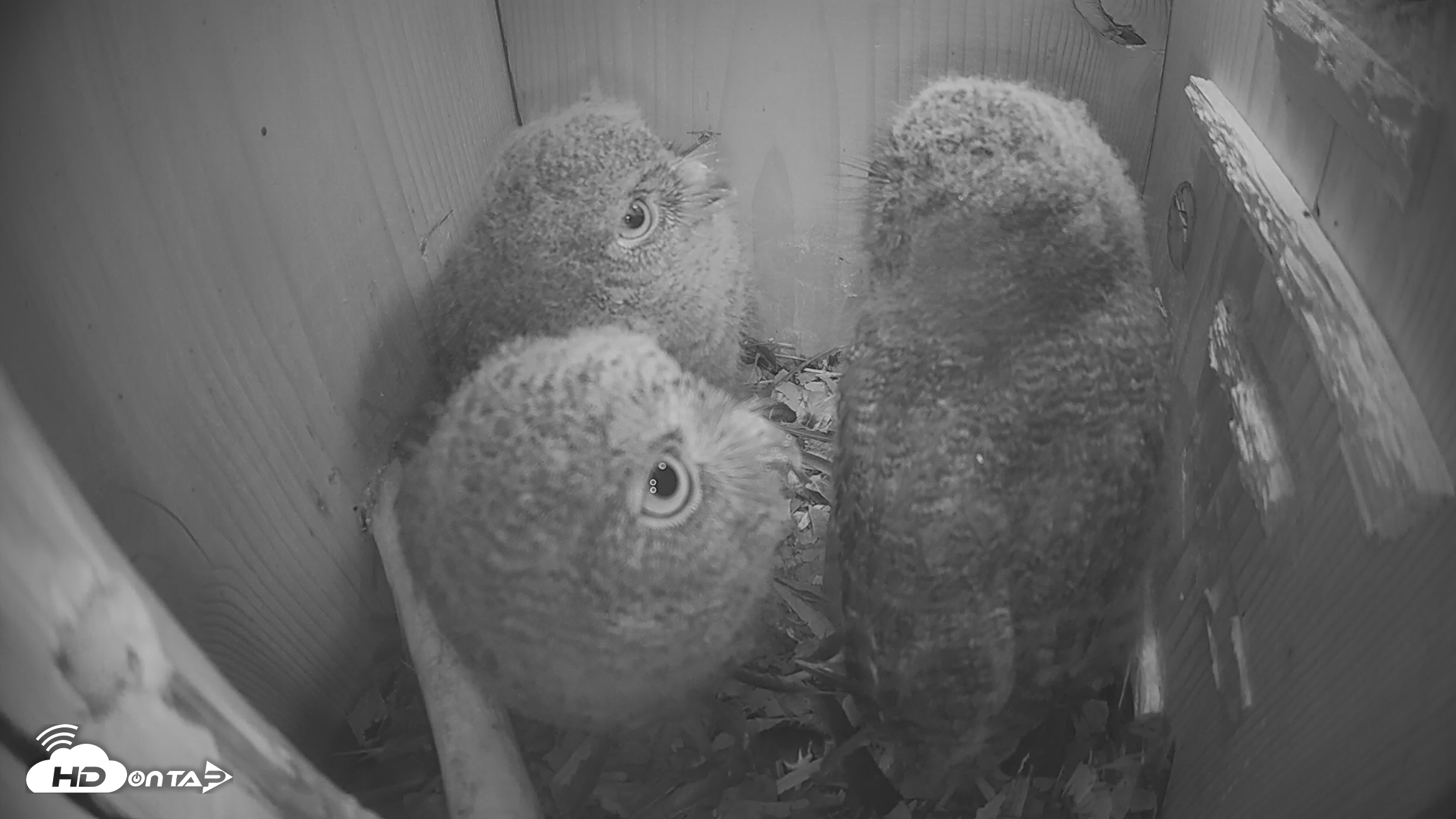 Snapshot of Eastern Screech Owl Nest Box Live Webcam taken Apr 17, 2026, 6:36am CDT