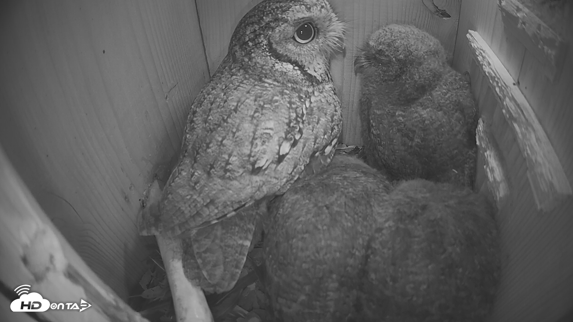 Snapshot of Eastern Screech Owl Nest Box Live Webcam taken Apr 17, 2026, 6:40am CDT