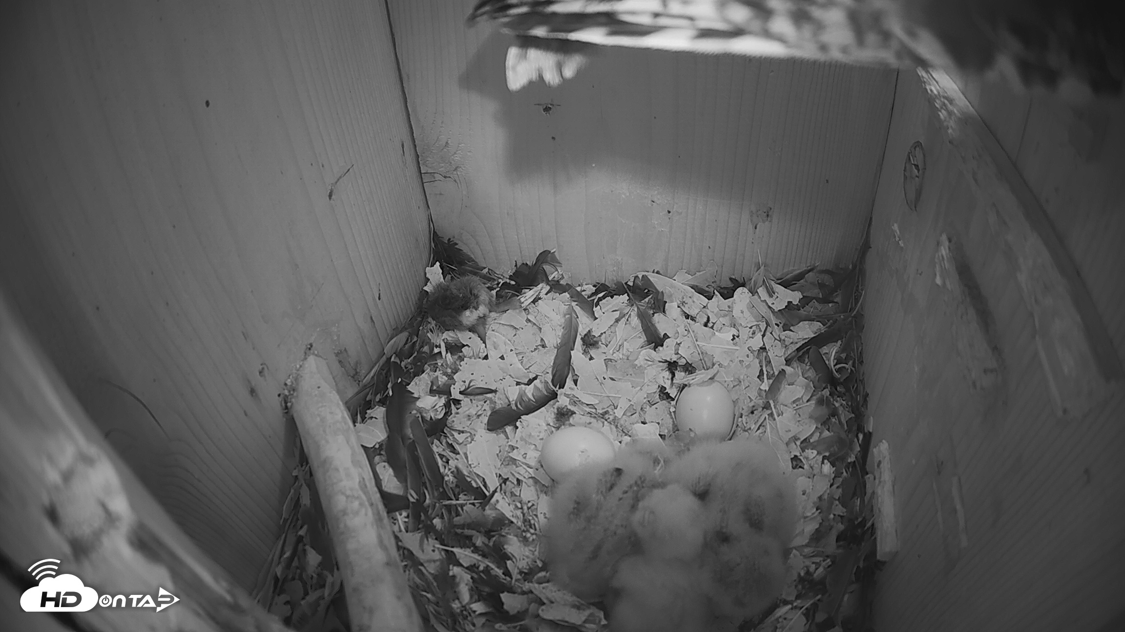 Snapshot of Eastern Screech Owl Nest Box Live Webcam taken Mar 25, 2026, 7:22am CDT