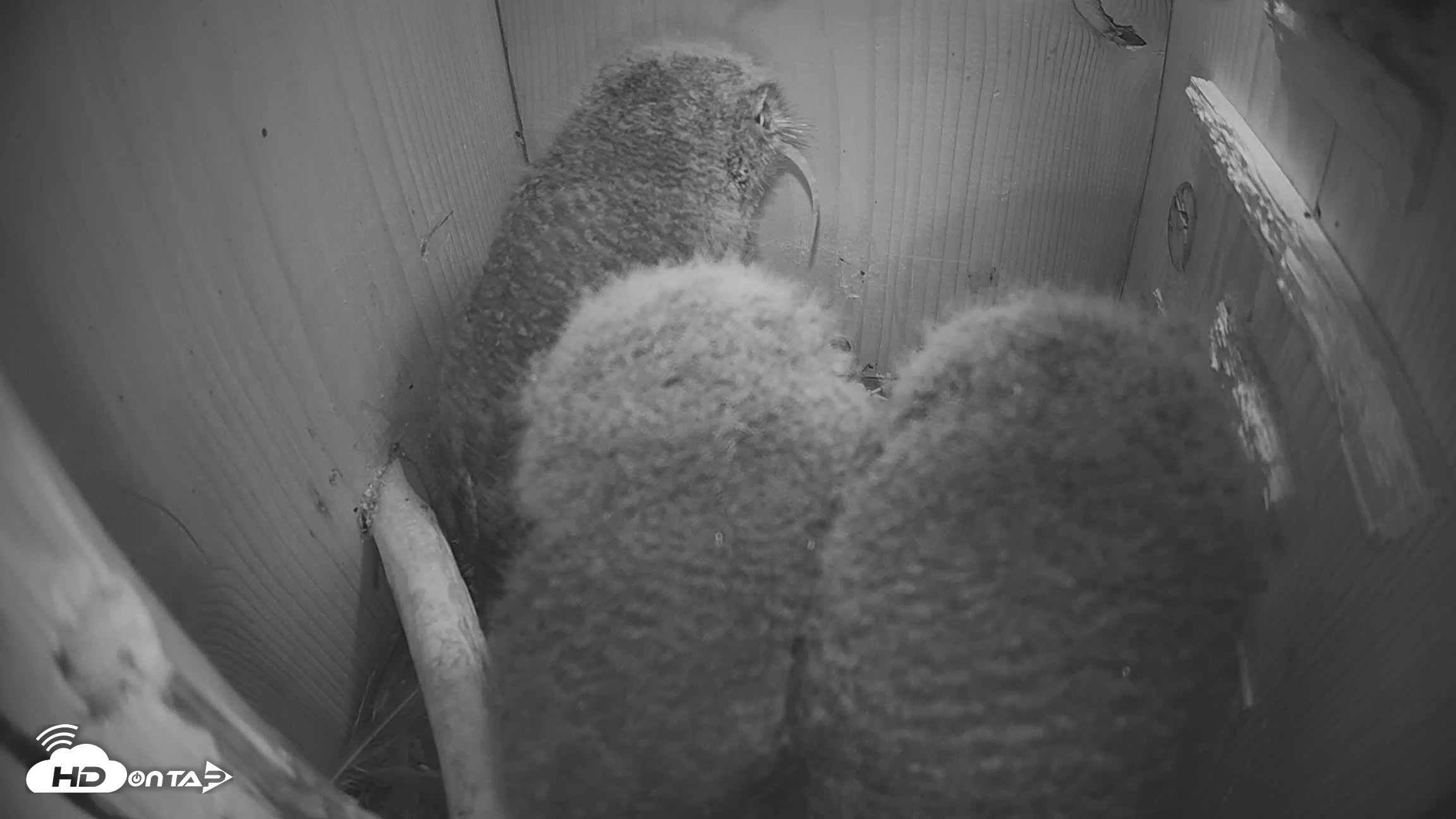 Snapshot of Eastern Screech Owl Nest Box Live Webcam taken Apr 14, 2026, 10:31pm CDT