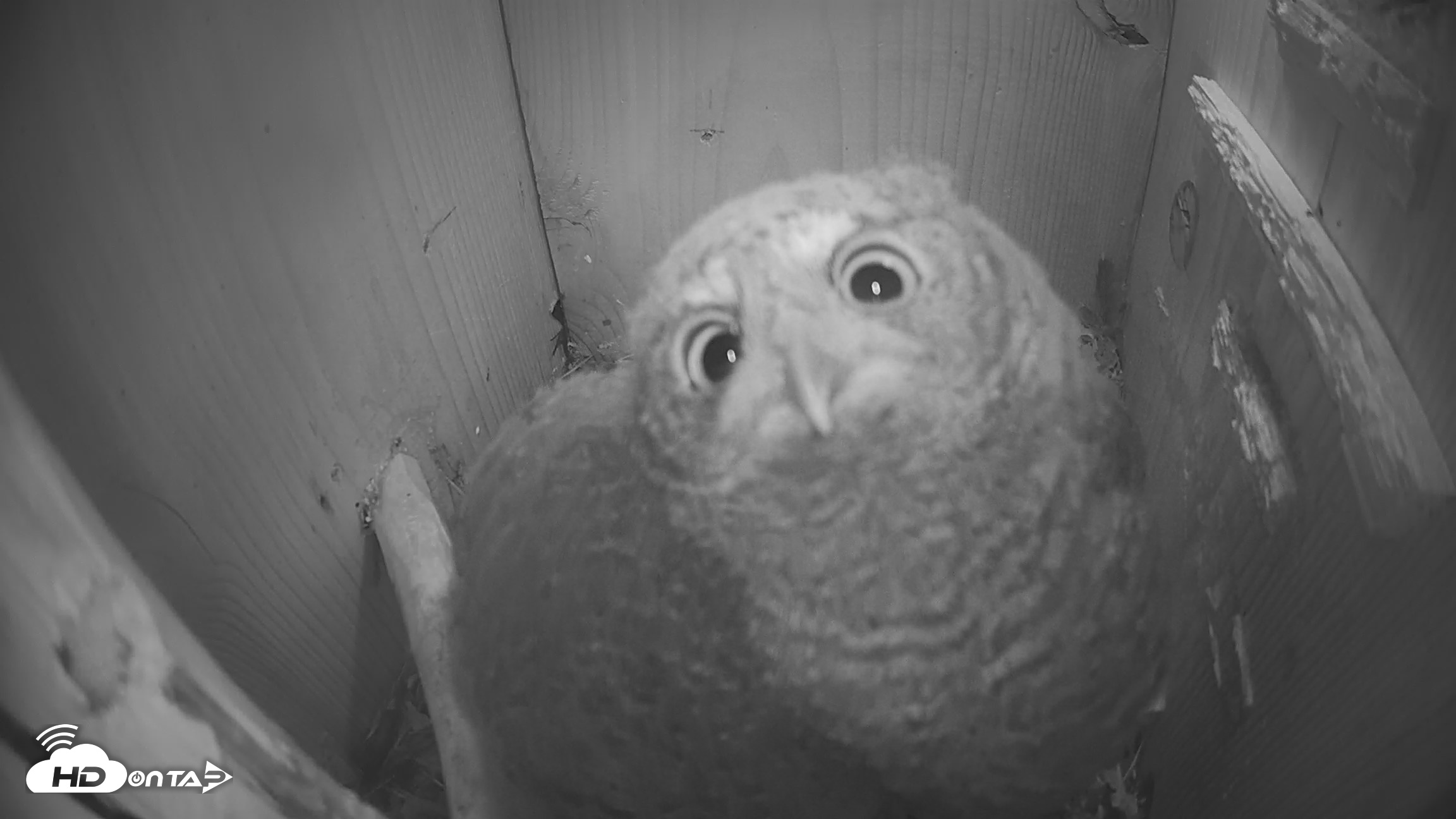 Snapshot of Eastern Screech Owl Nest Box Live Webcam taken Apr 21, 2026, 9:46pm CDT