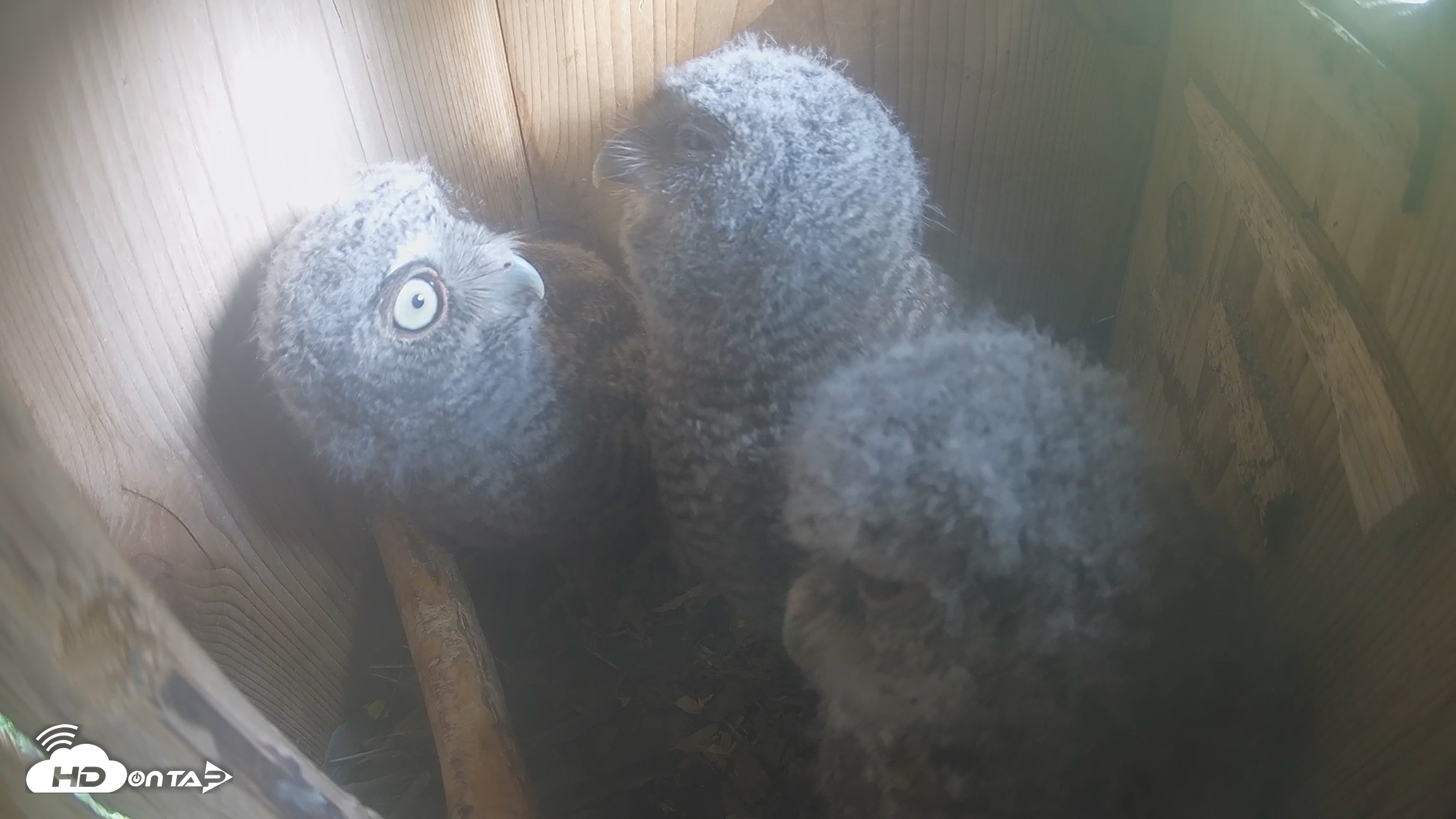 Snapshot of Eastern Screech Owl Nest Box Live Webcam taken Apr 17, 2026, 2:20pm CDT