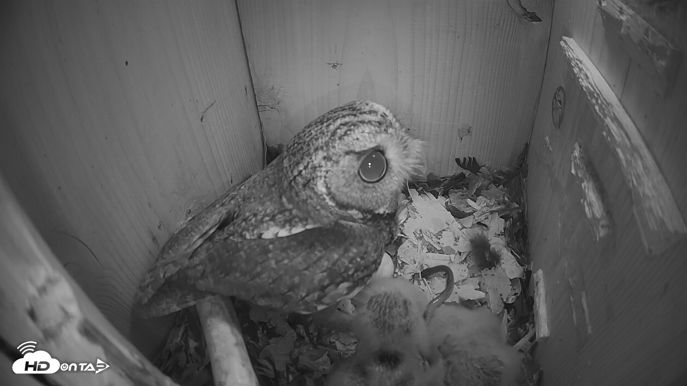Snapshot of Eastern Screech Owl Nest Box Live Webcam taken Mar 27, 2026, 4:53am CDT