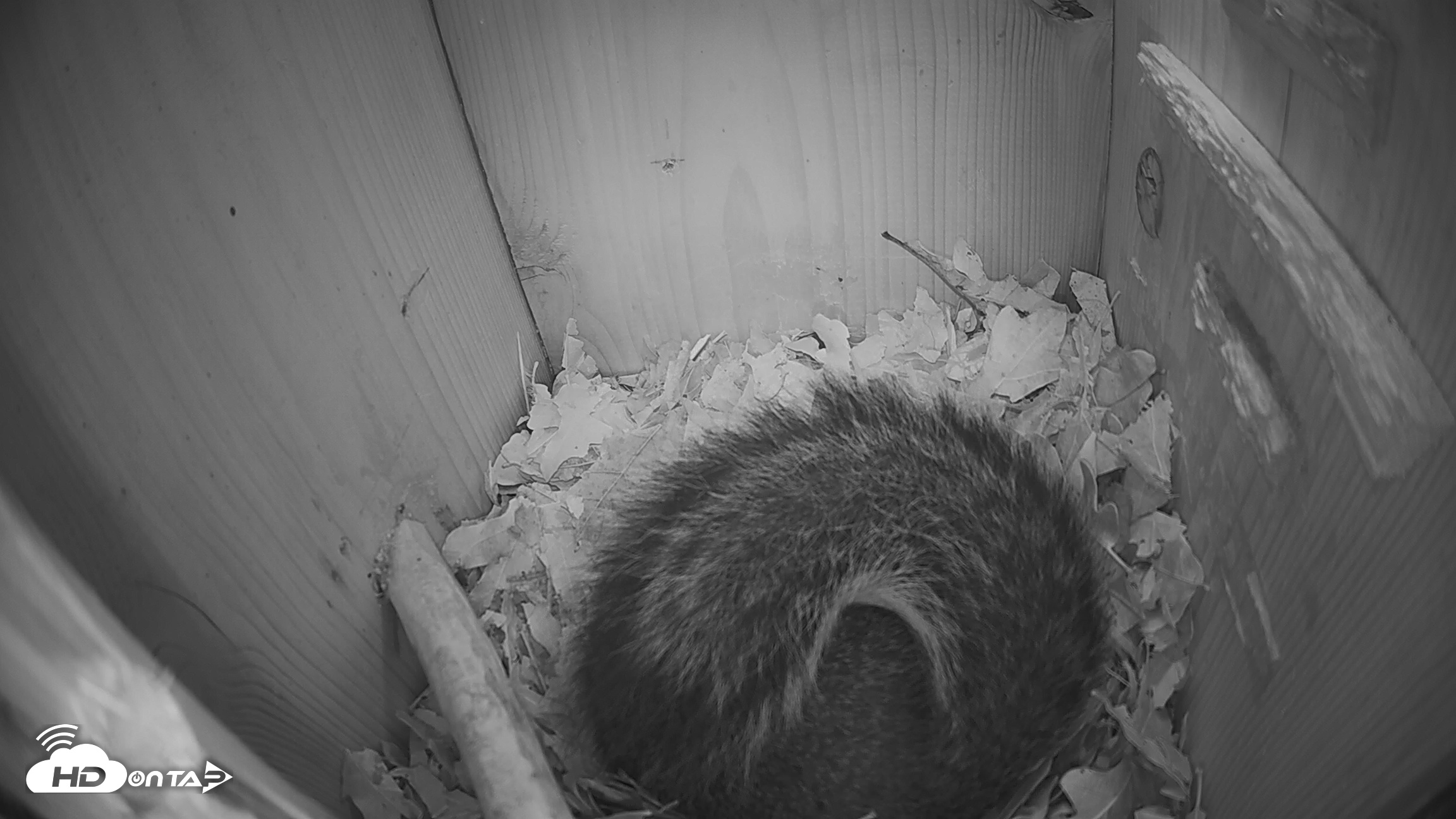 Snapshot of Eastern Screech Owl Nest Box Live Webcam taken Jan 31, 2026, 3:17am CST