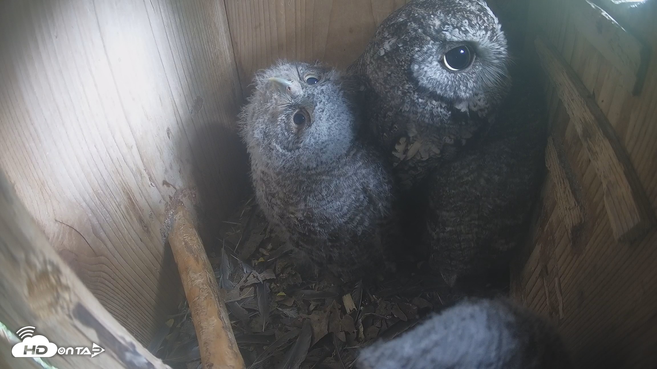 Snapshot of Eastern Screech Owl Nest Box Live Webcam taken Apr 17, 2026, 4:25pm CDT