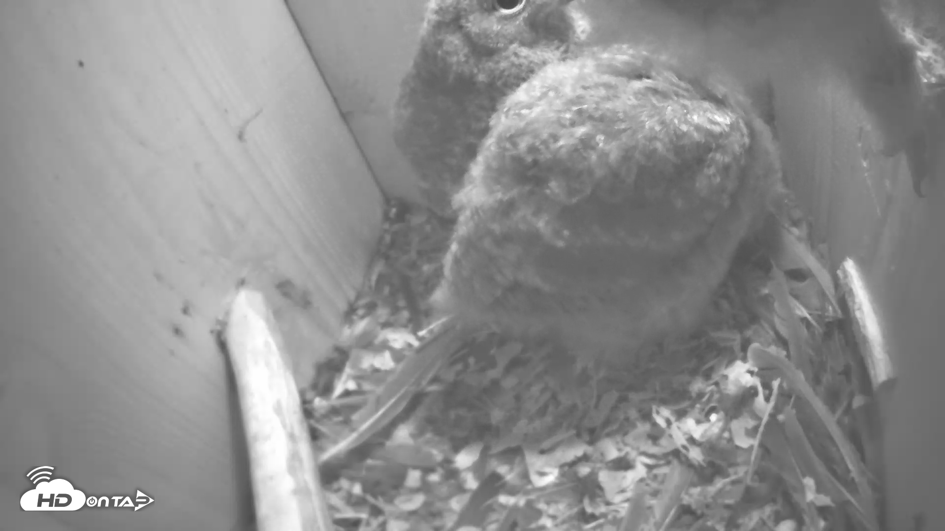 Snapshot of Eastern Screech Owl Nest Box Live Webcam taken Apr 27, 2025, 3:40am CDT