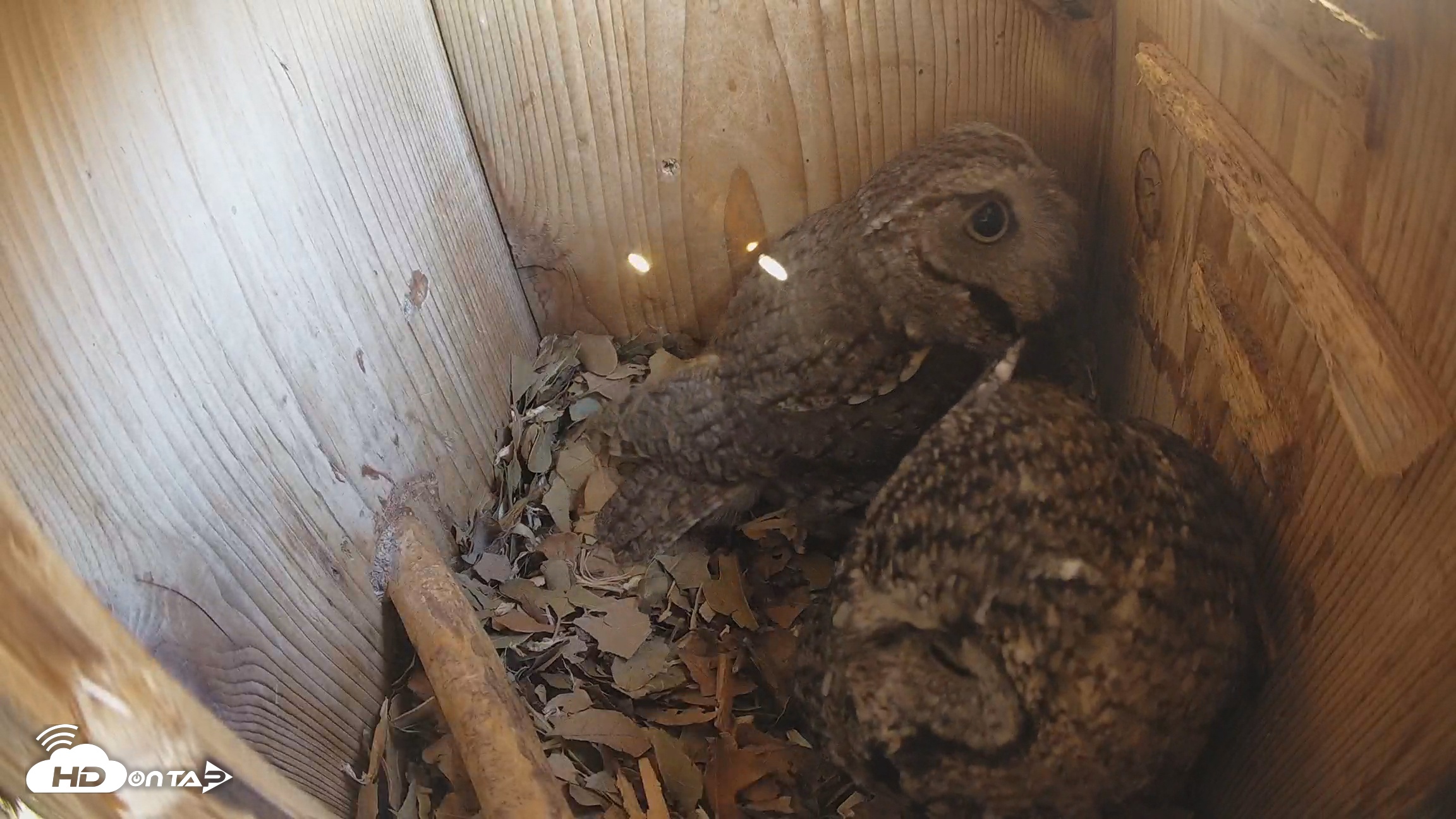 Snapshot of Eastern Screech Owl Nest Box Live Webcam taken Feb 7, 2026, 11:19am CST