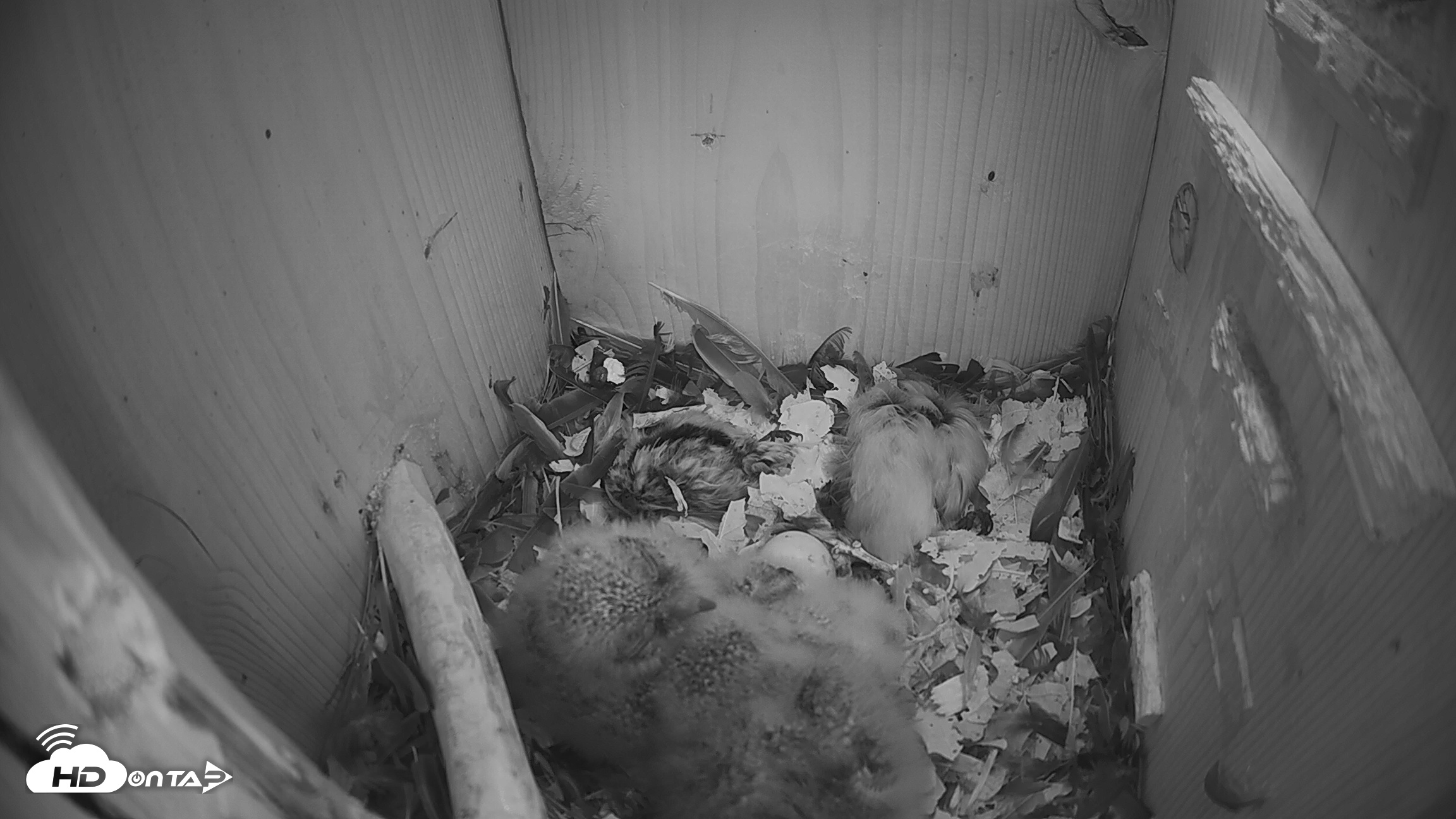 Snapshot of Eastern Screech Owl Nest Box Live Webcam taken Mar 30, 2026, 7:24am CDT