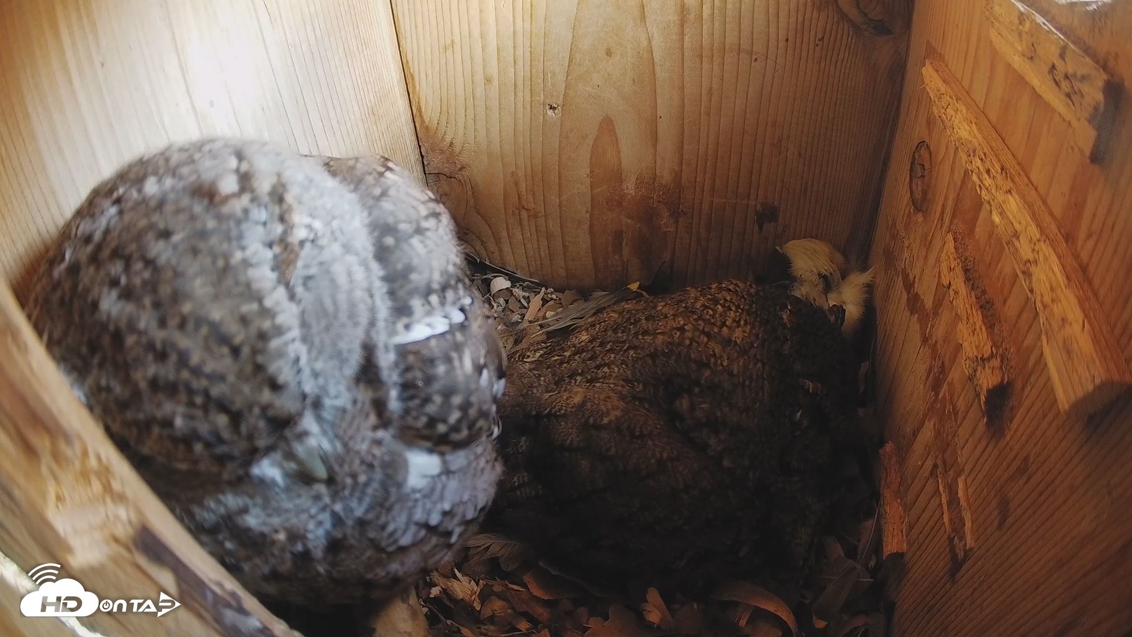 Snapshot of Eastern Screech Owl Nest Box Live Webcam taken Feb 23, 2026, 2:31pm CST