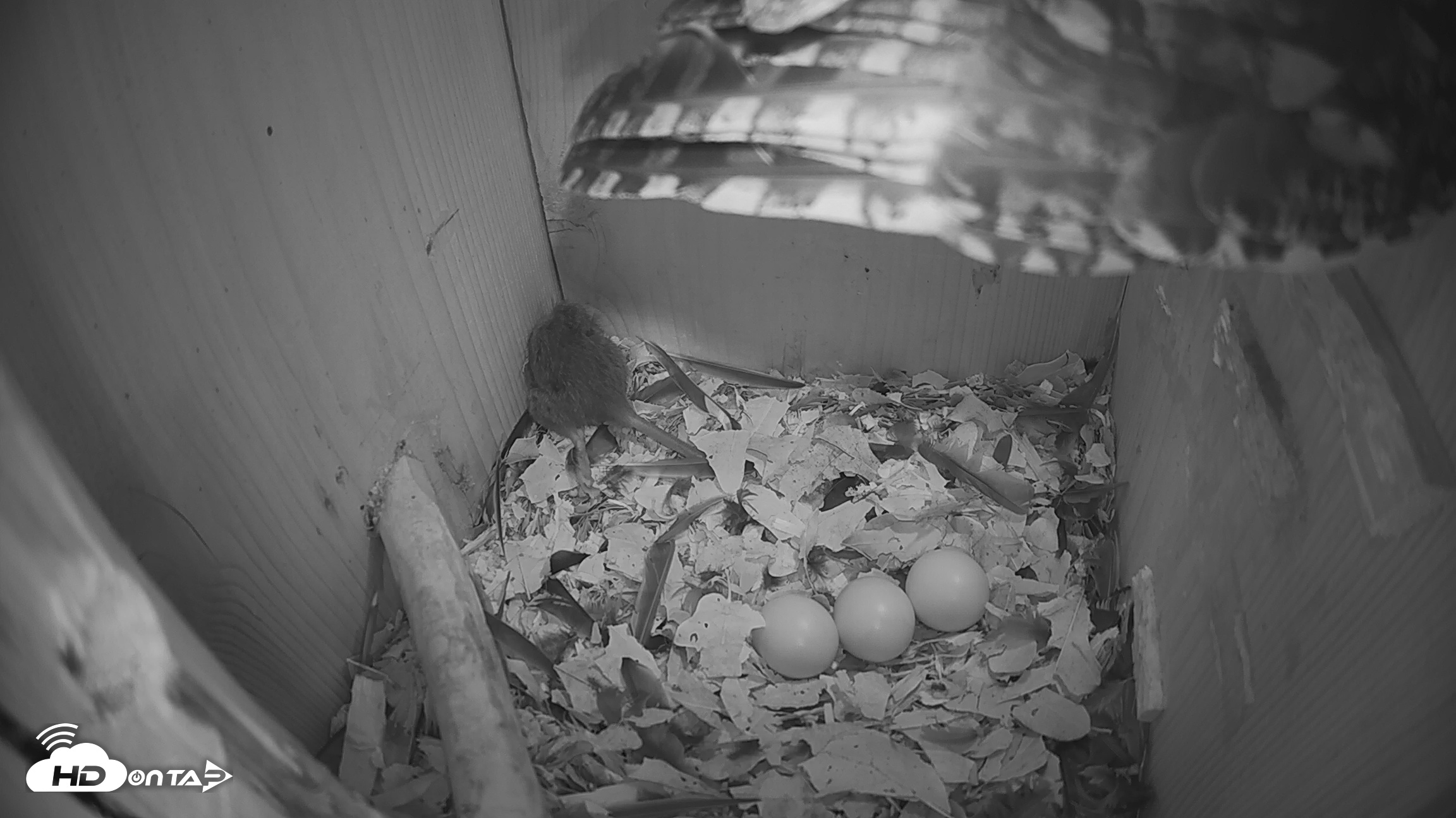 Snapshot of Eastern Screech Owl Nest Box Live Webcam taken Feb 19, 2026, 10:53am CST