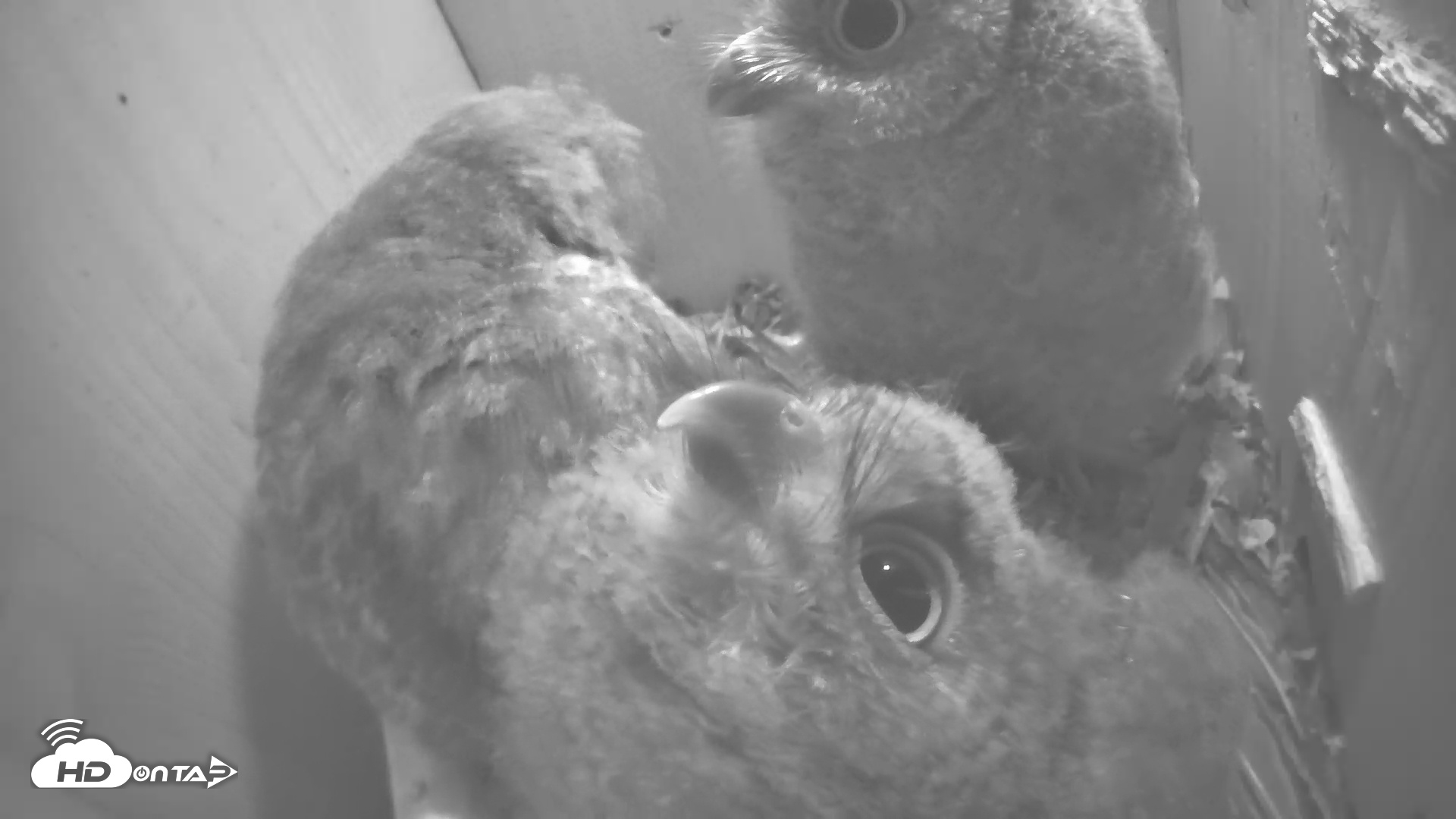 Snapshot of Eastern Screech Owl Nest Box Live Webcam taken Apr 29, 2025, 6:26am CDT