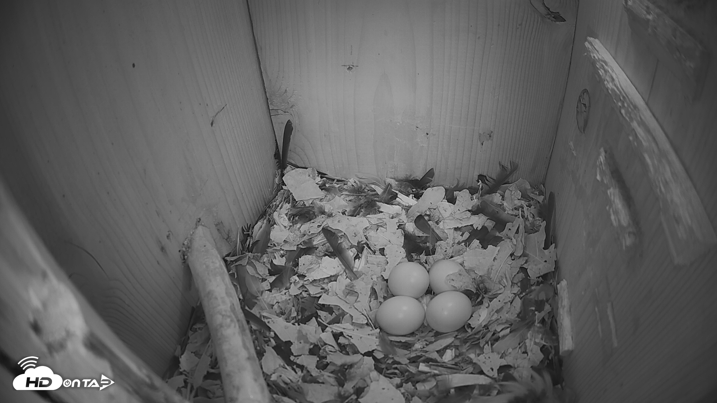 Snapshot of Eastern Screech Owl Nest Box Live Webcam taken Feb 23, 2026, 6:50am CST