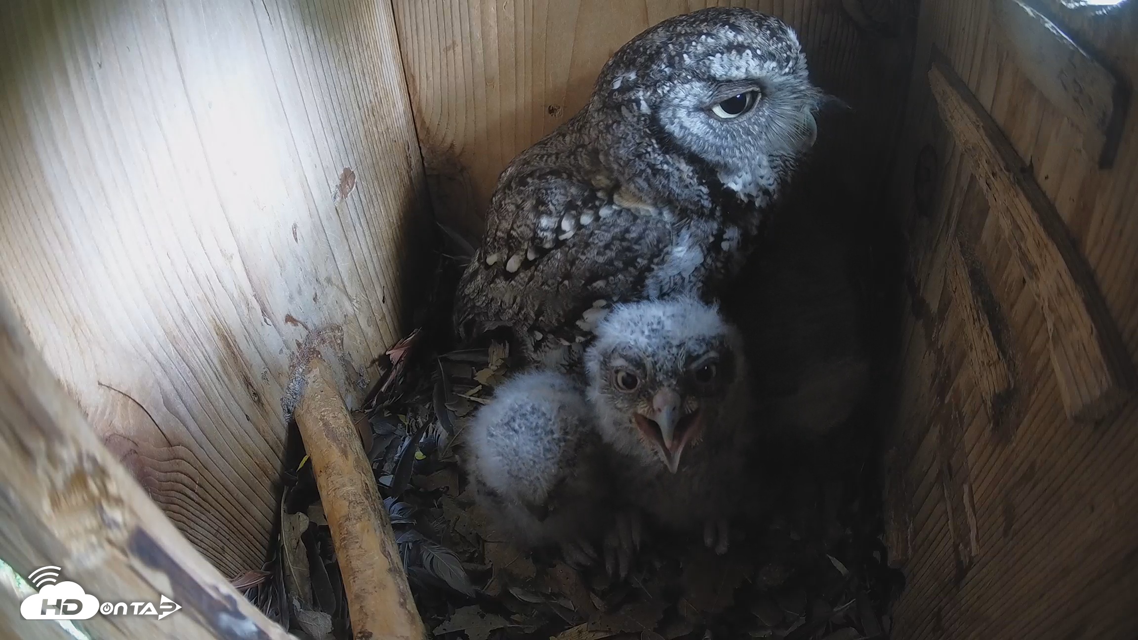 Snapshot of Eastern Screech Owl Nest Box Live Webcam taken Apr 3, 2026, 10:36am CDT