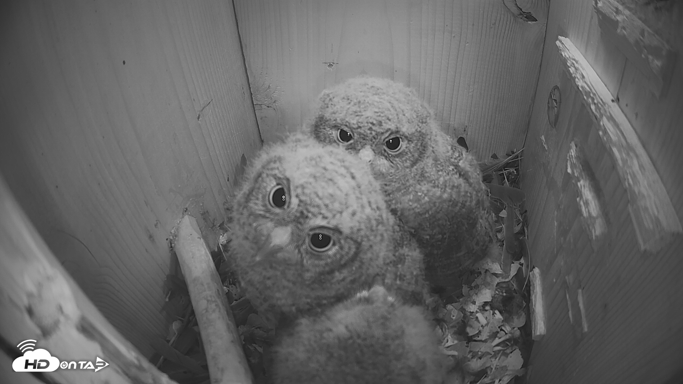 Snapshot of Eastern Screech Owl Nest Box Live Webcam taken Apr 12, 2026, 5:15am CDT