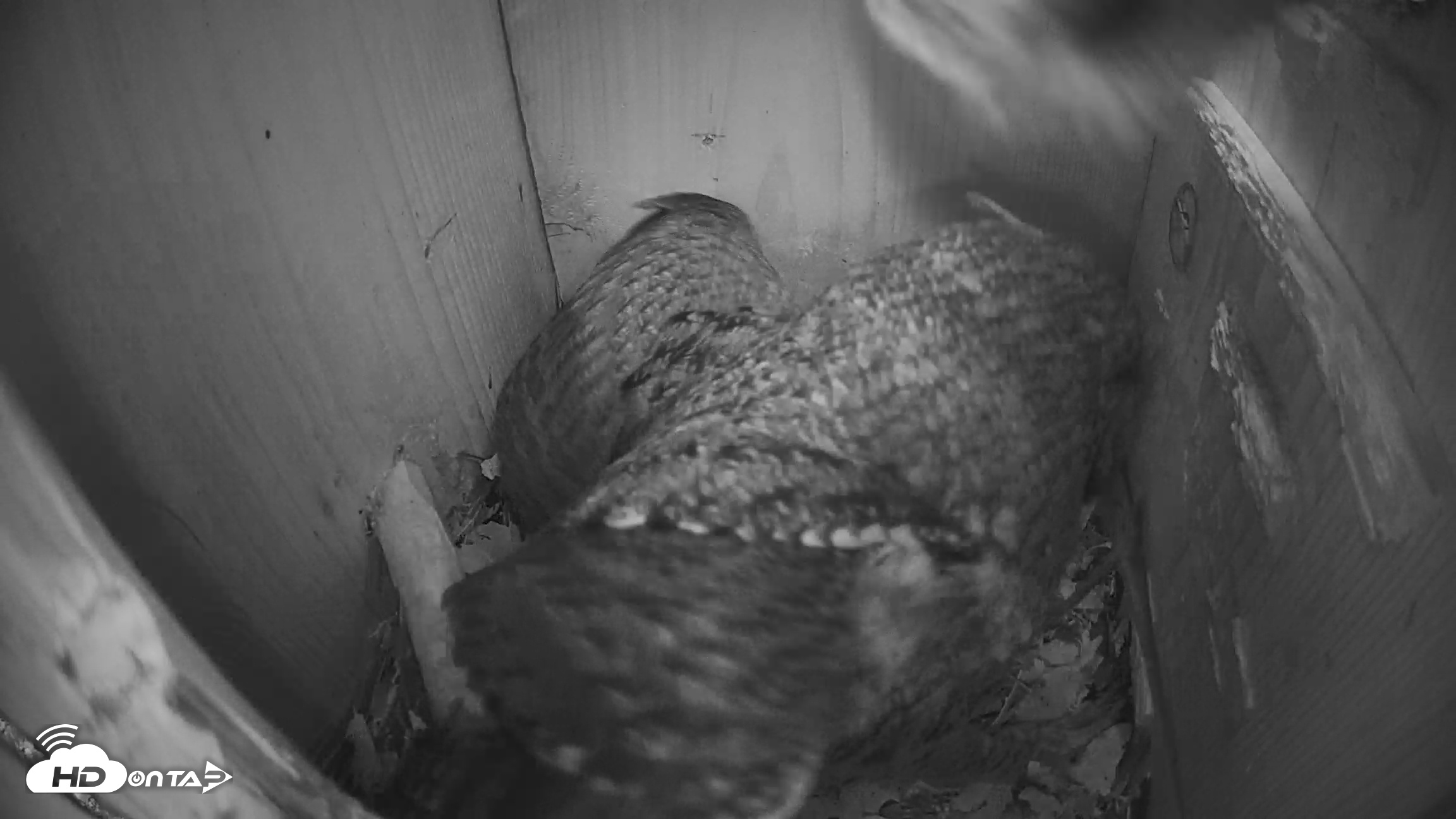 Snapshot of Eastern Screech Owl Nest Box Live Webcam taken Mar 26, 2026, 7:46am CDT