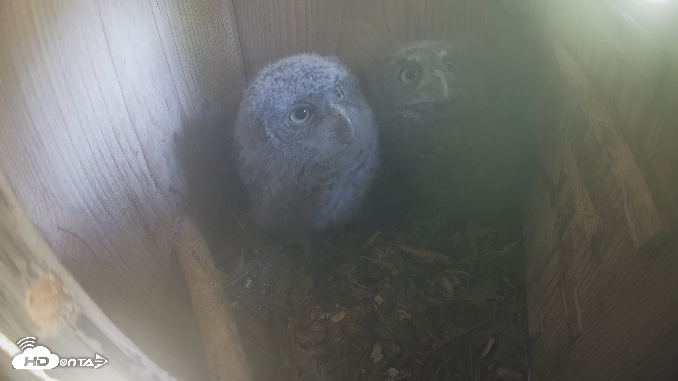 Snapshot of Eastern Screech Owl Nest Box Live Webcam taken Apr 19, 2026, 4:55pm CDT