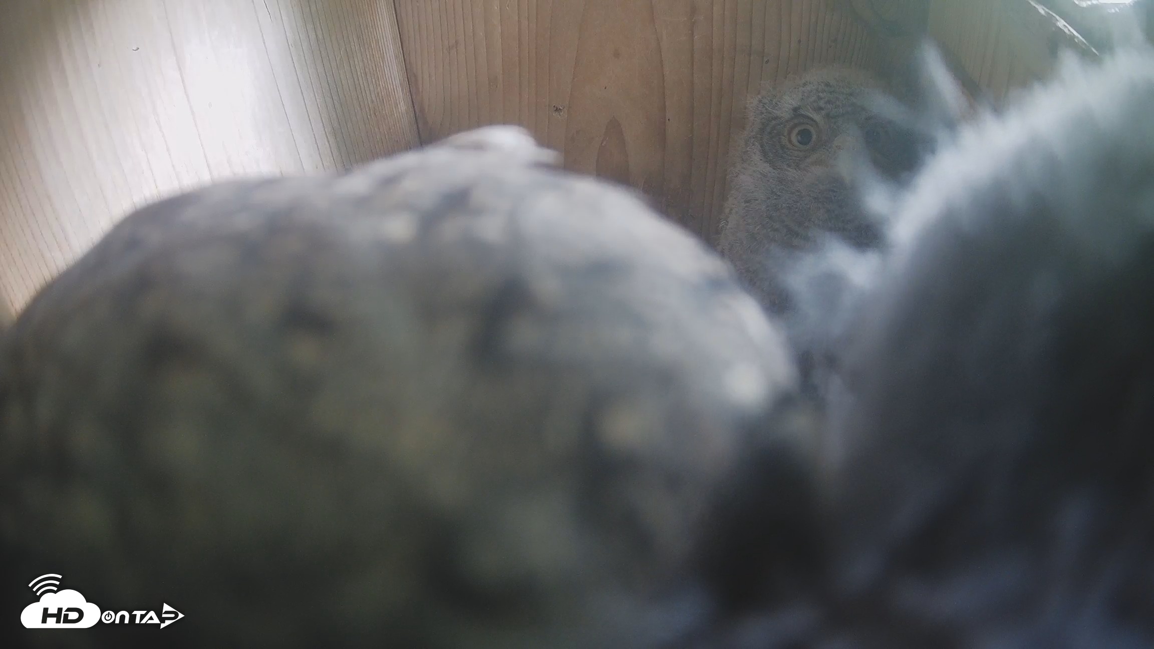Snapshot of Eastern Screech Owl Nest Box Live Webcam taken Apr 17, 2026, 4:24pm CDT