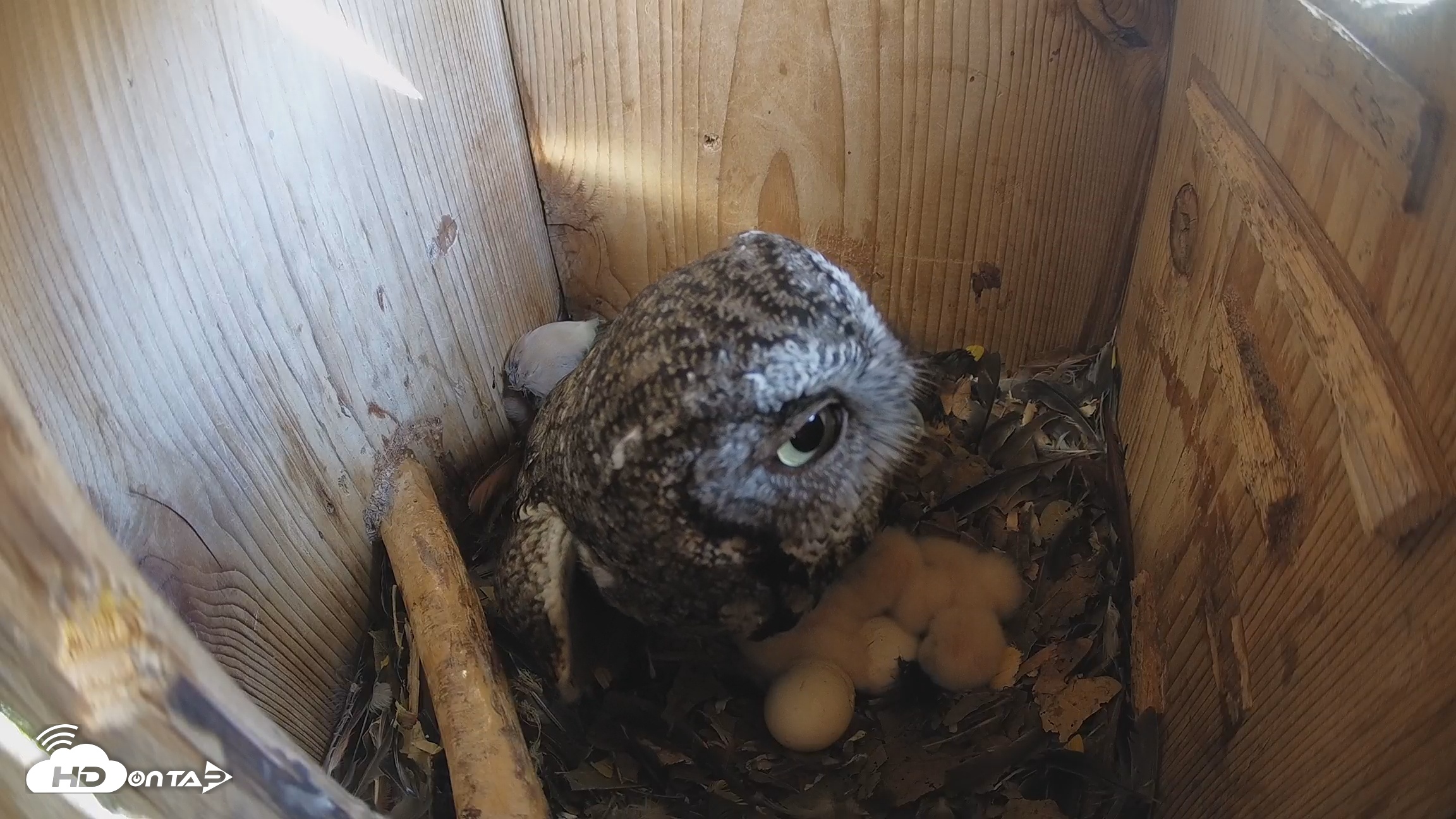Snapshot of Eastern Screech Owl Nest Box Live Webcam taken Mar 20, 2026, 11:04am CDT