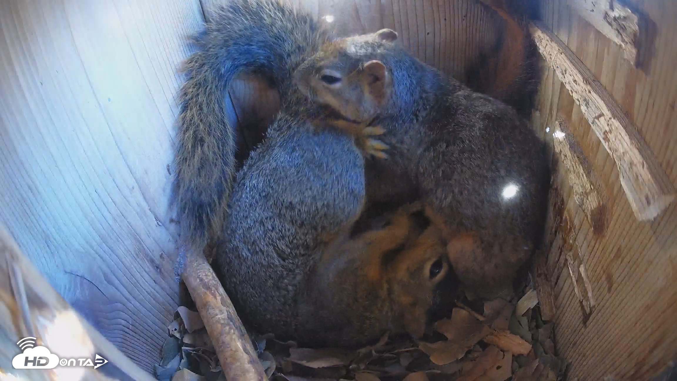 Snapshot of Eastern Screech Owl Nest Box Live Webcam taken Jan 3, 2026, 5:32pm CST