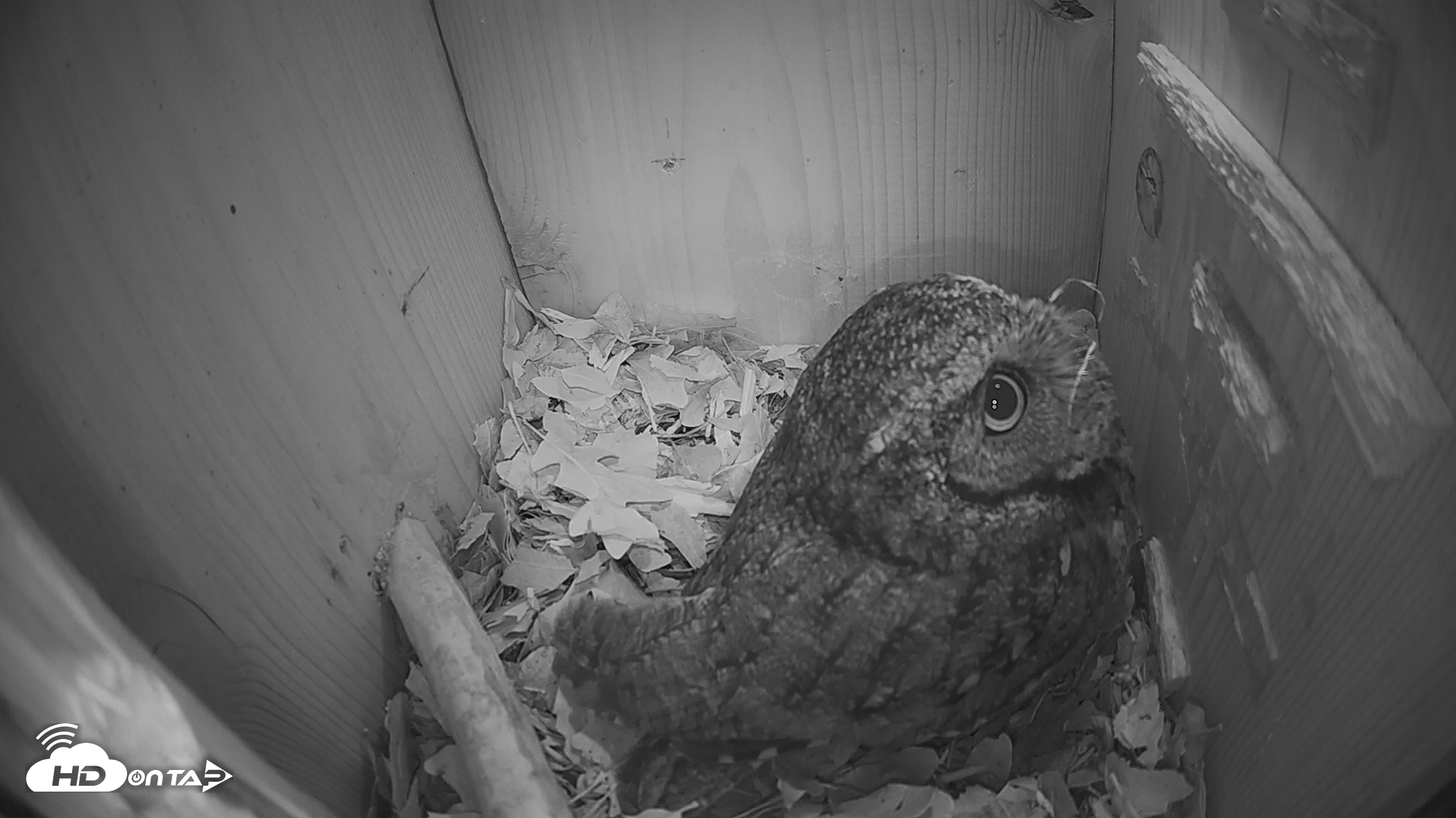 Snapshot of Eastern Screech Owl Nest Box Live Webcam taken Feb 6, 2026, 9:00am CST