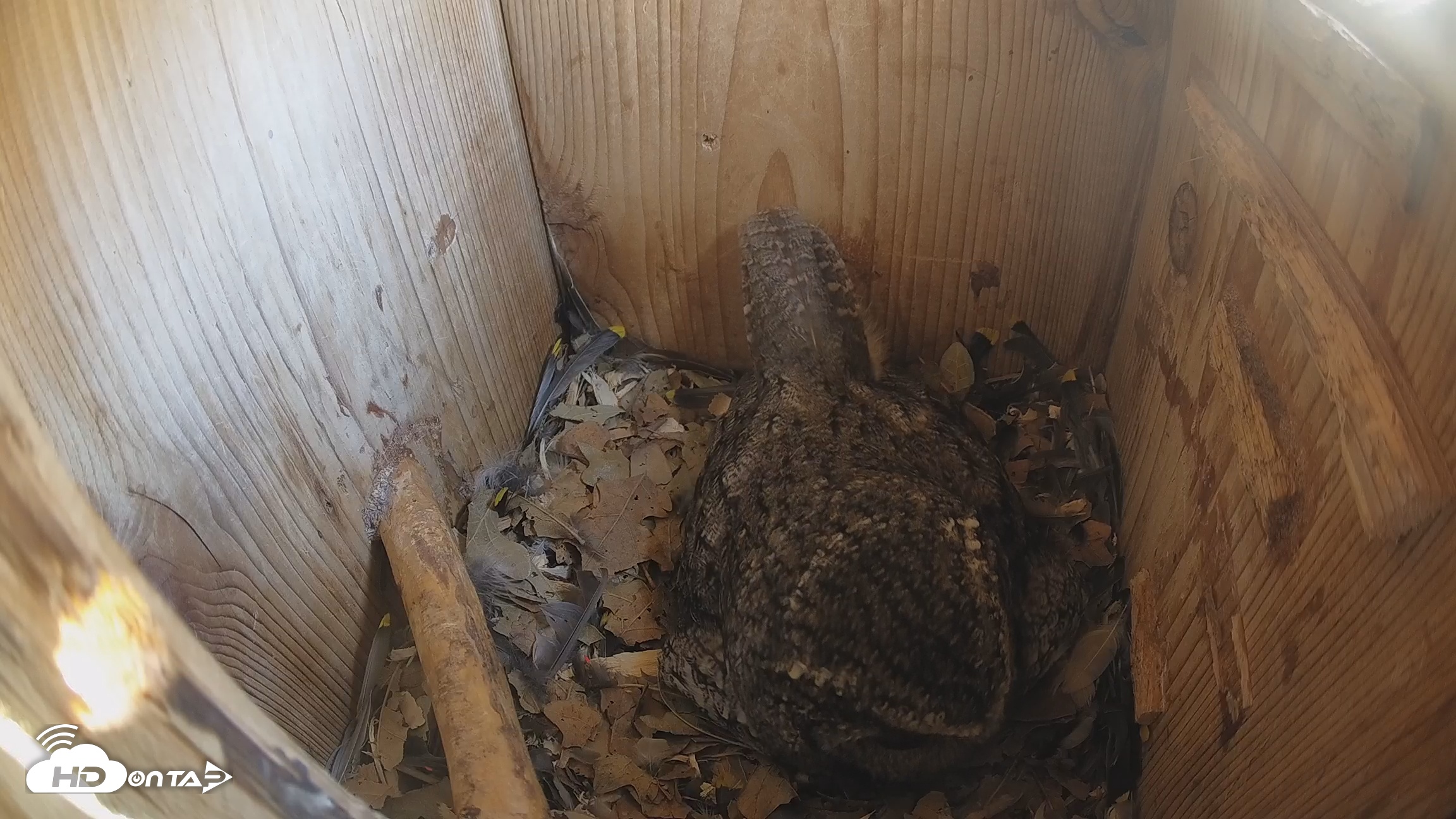 Snapshot of Eastern Screech Owl Nest Box Live Webcam taken Feb 26, 2026, 12:59pm CST