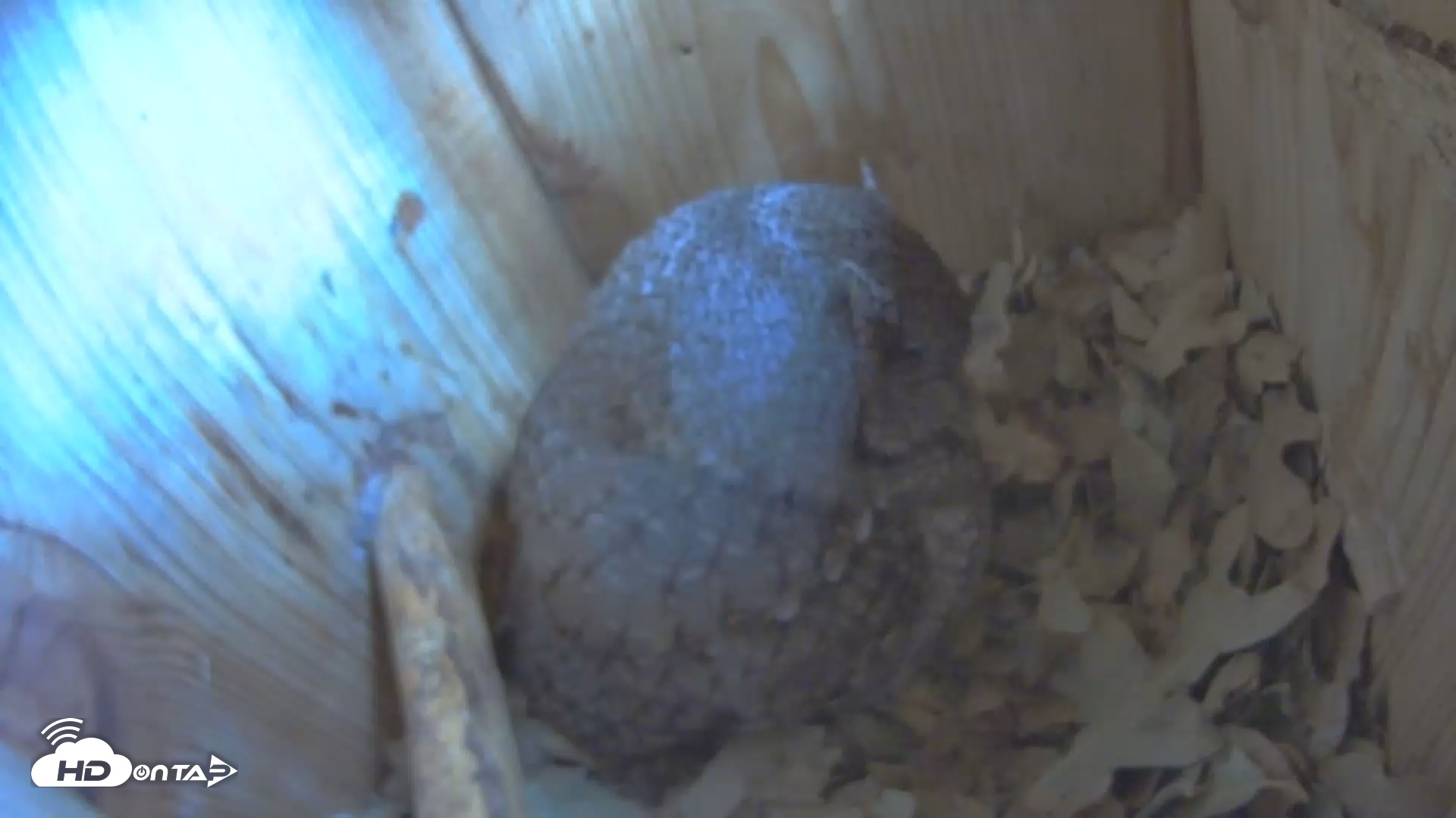 Snapshot of Eastern Screech Owl Nest Box Live Webcam taken Dec 13, 2025, 2:11pm CST