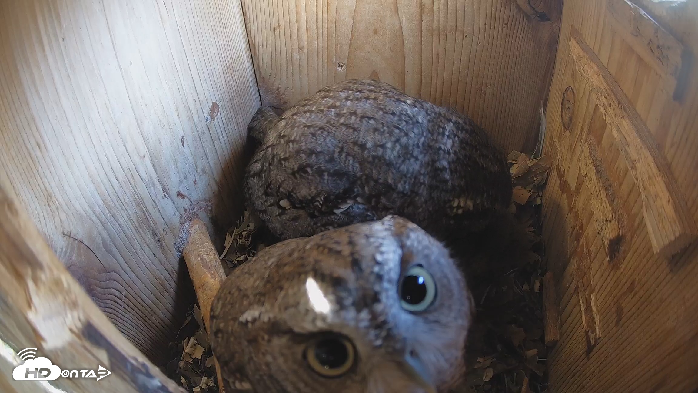 Snapshot of Eastern Screech Owl Nest Box Live Webcam taken Feb 11, 2026, 2:23pm CST